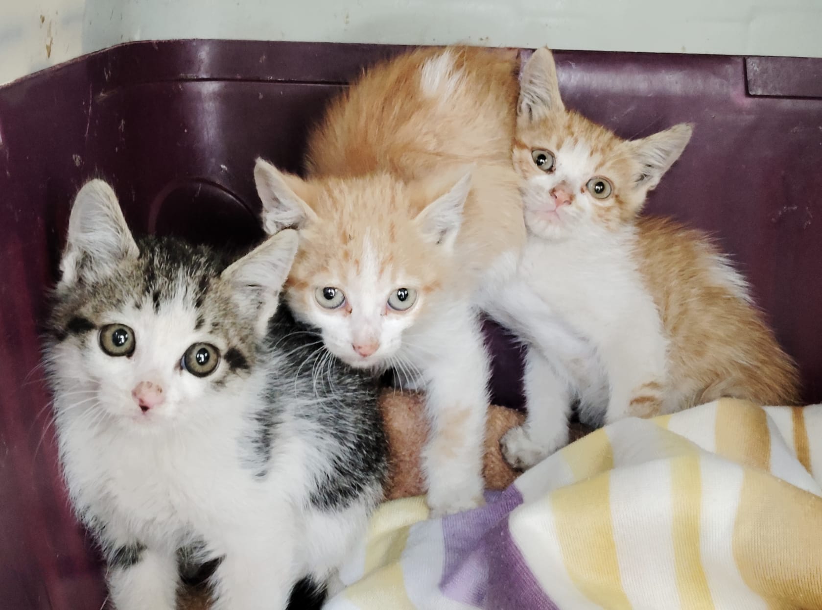 Gatito Rent 2