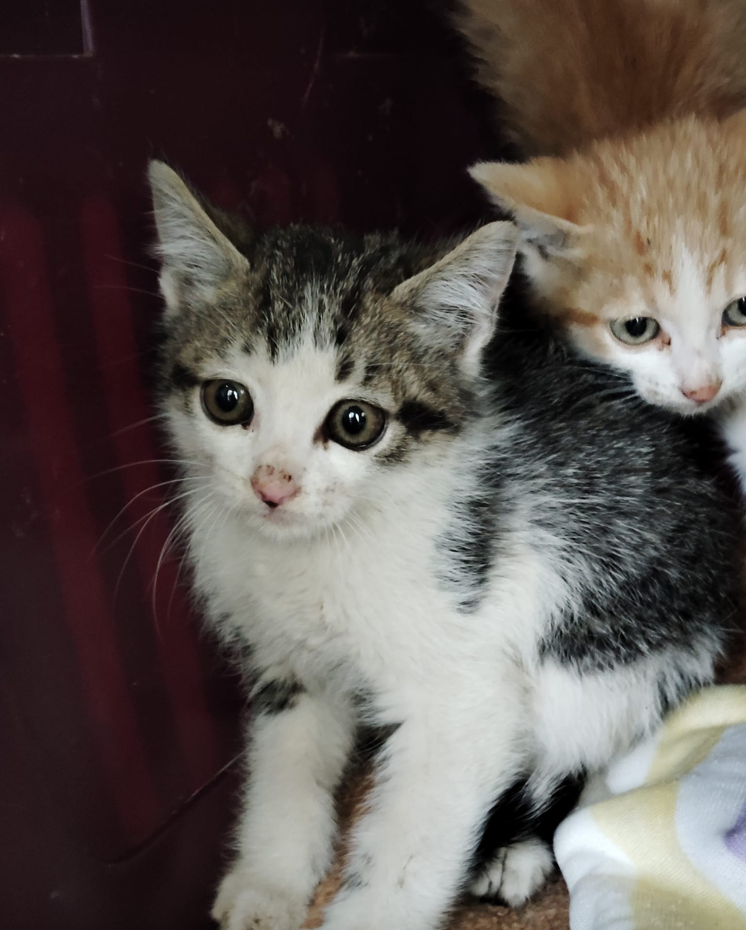 Gatito Rent 3