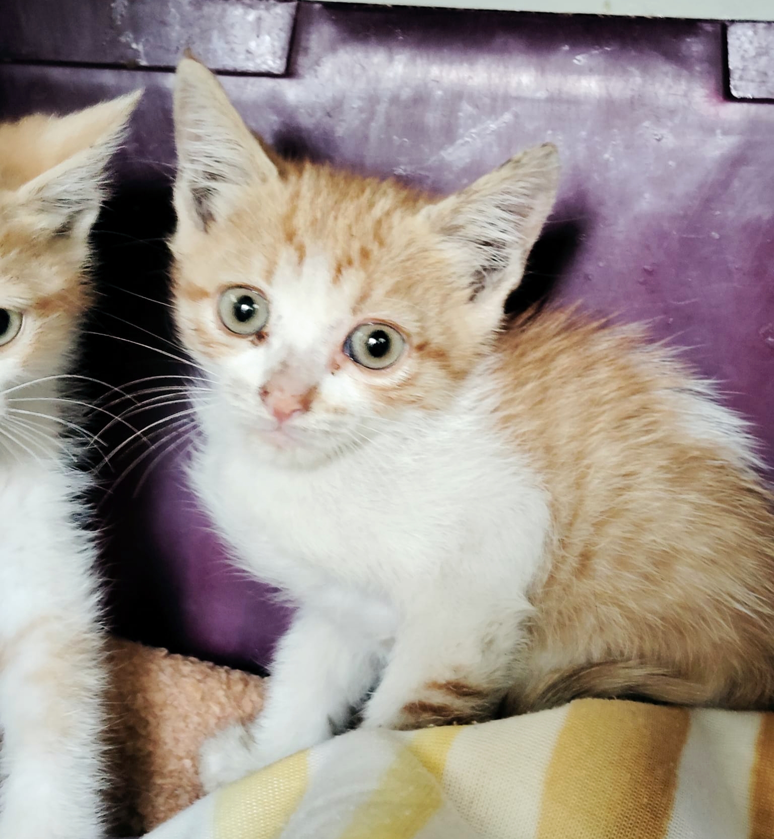 Gatito Rent 1
