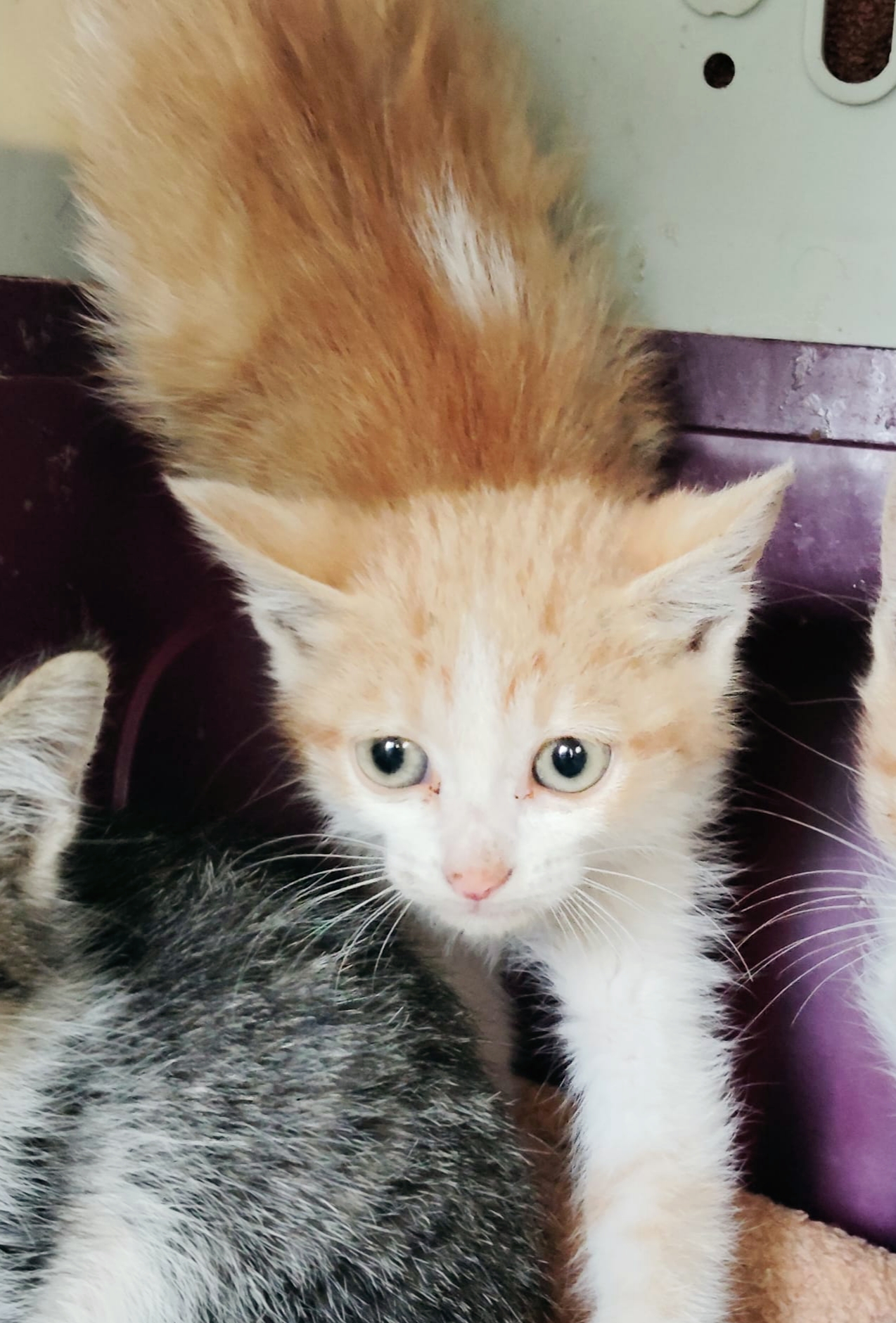 Gatito Rent 2