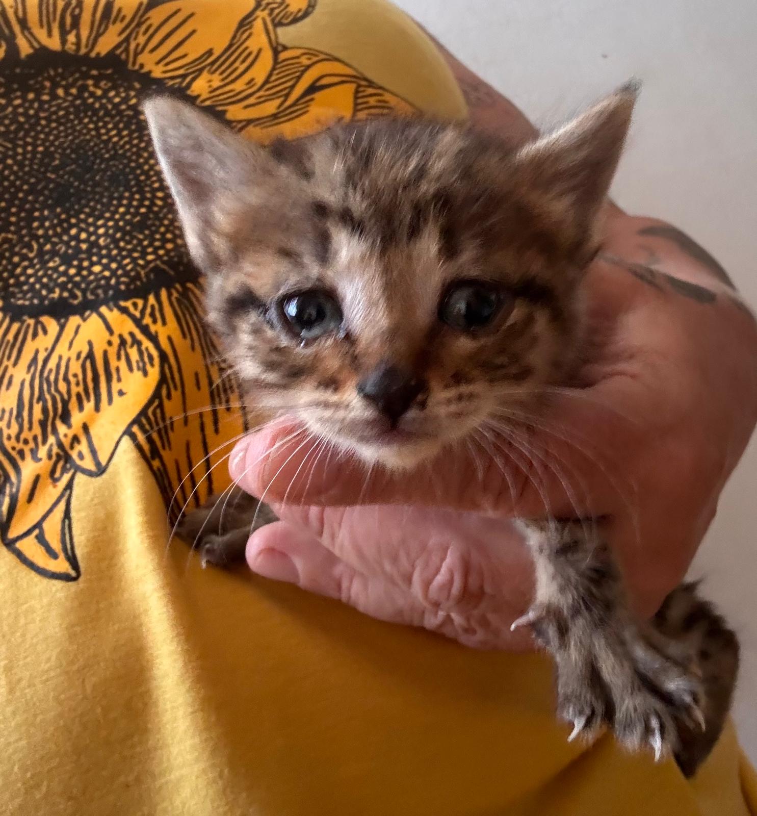 Gatito Estrella 5 -RESERVADA-