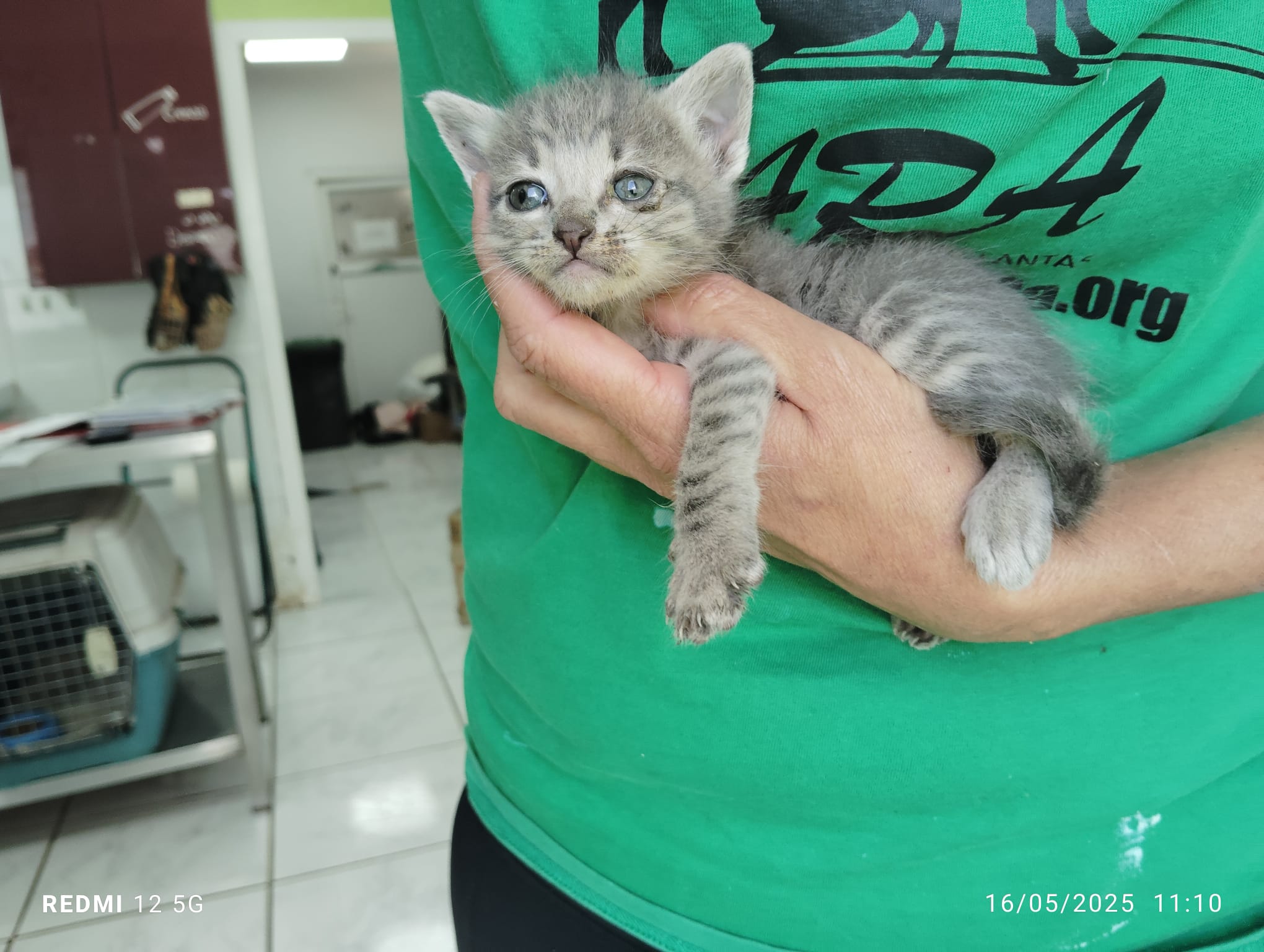 Gatito Estrella 1
