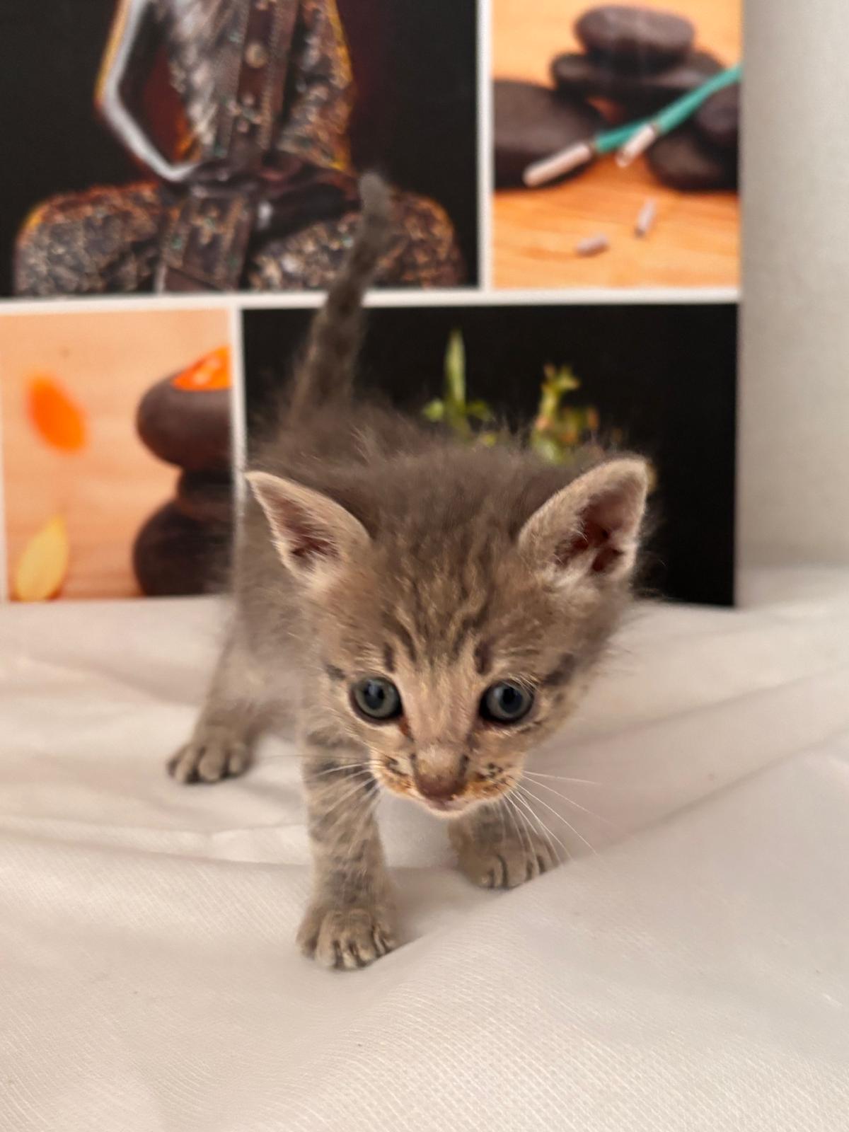 Gatito Estrella 1