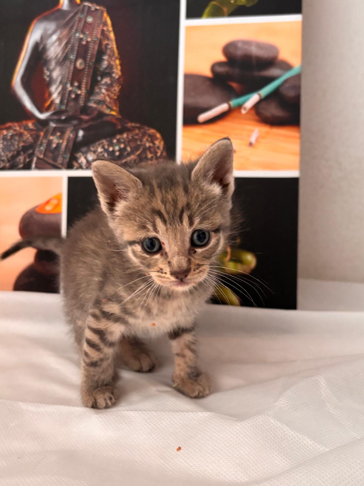 Gatito Estrella  2