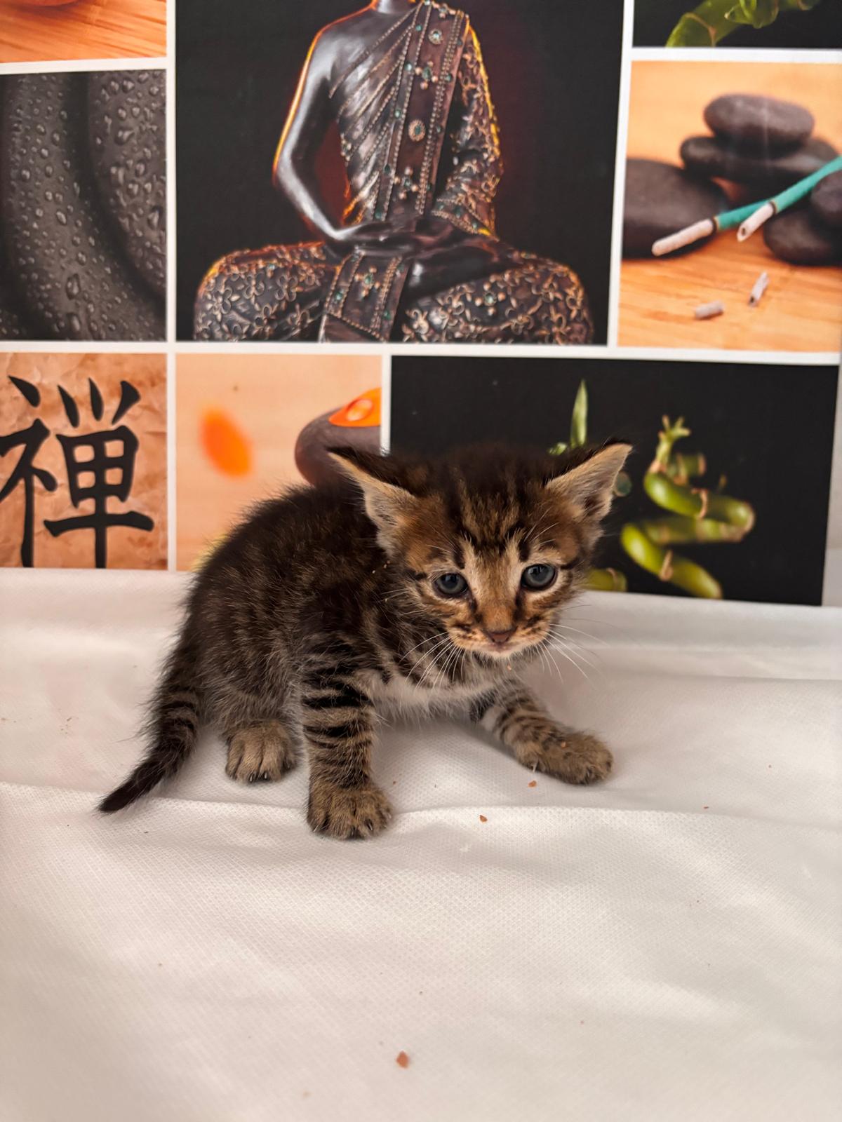 Gatito Estrella 4 -RESERVADO-