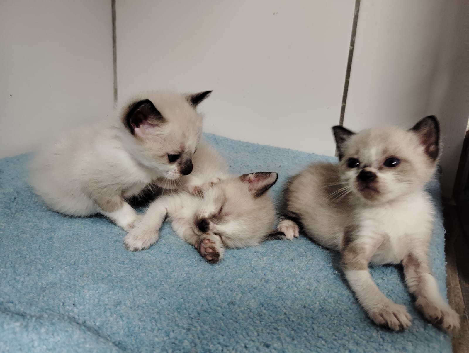 Gatito Cruz 3