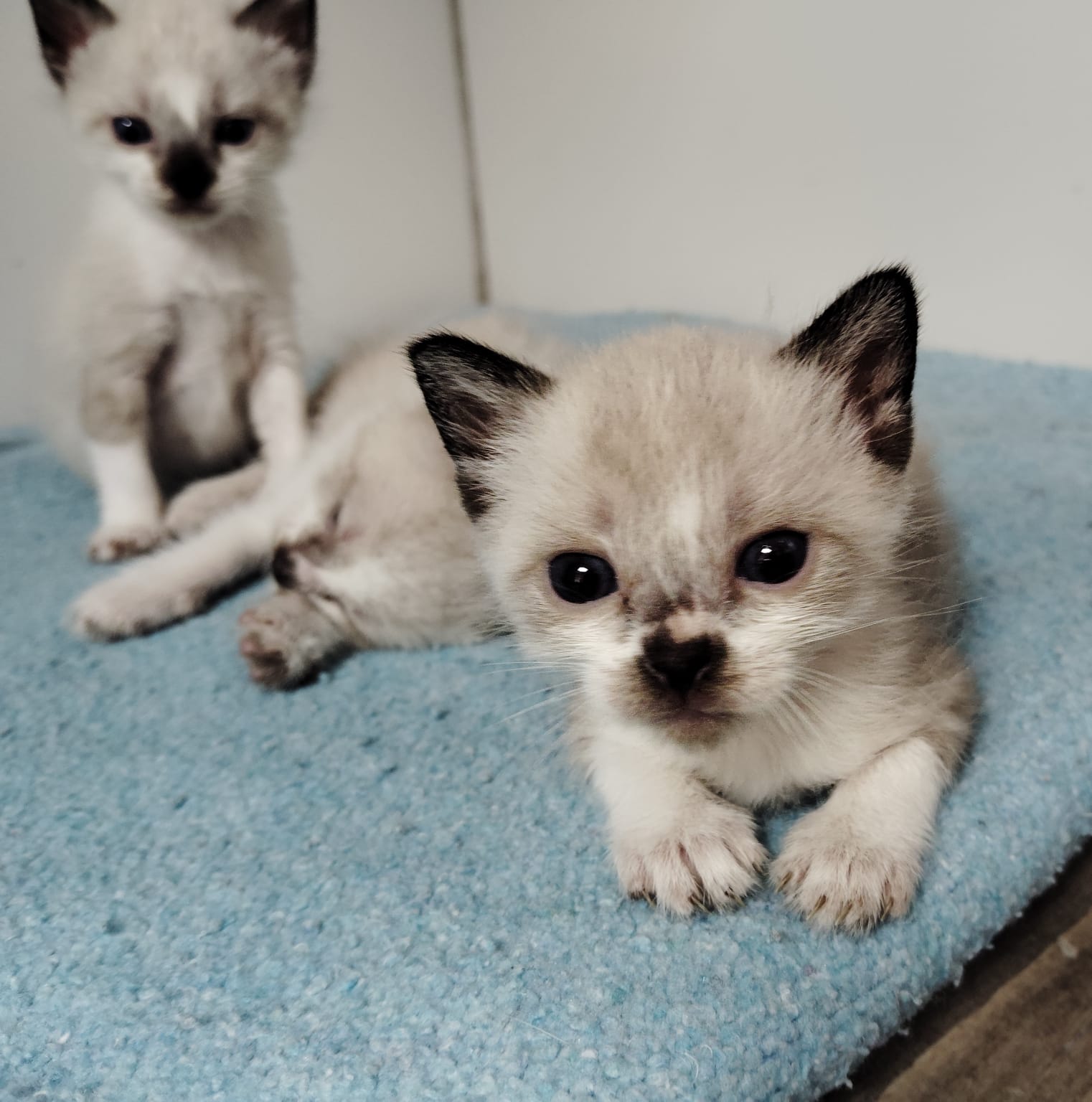 Gatito Cruz 2
