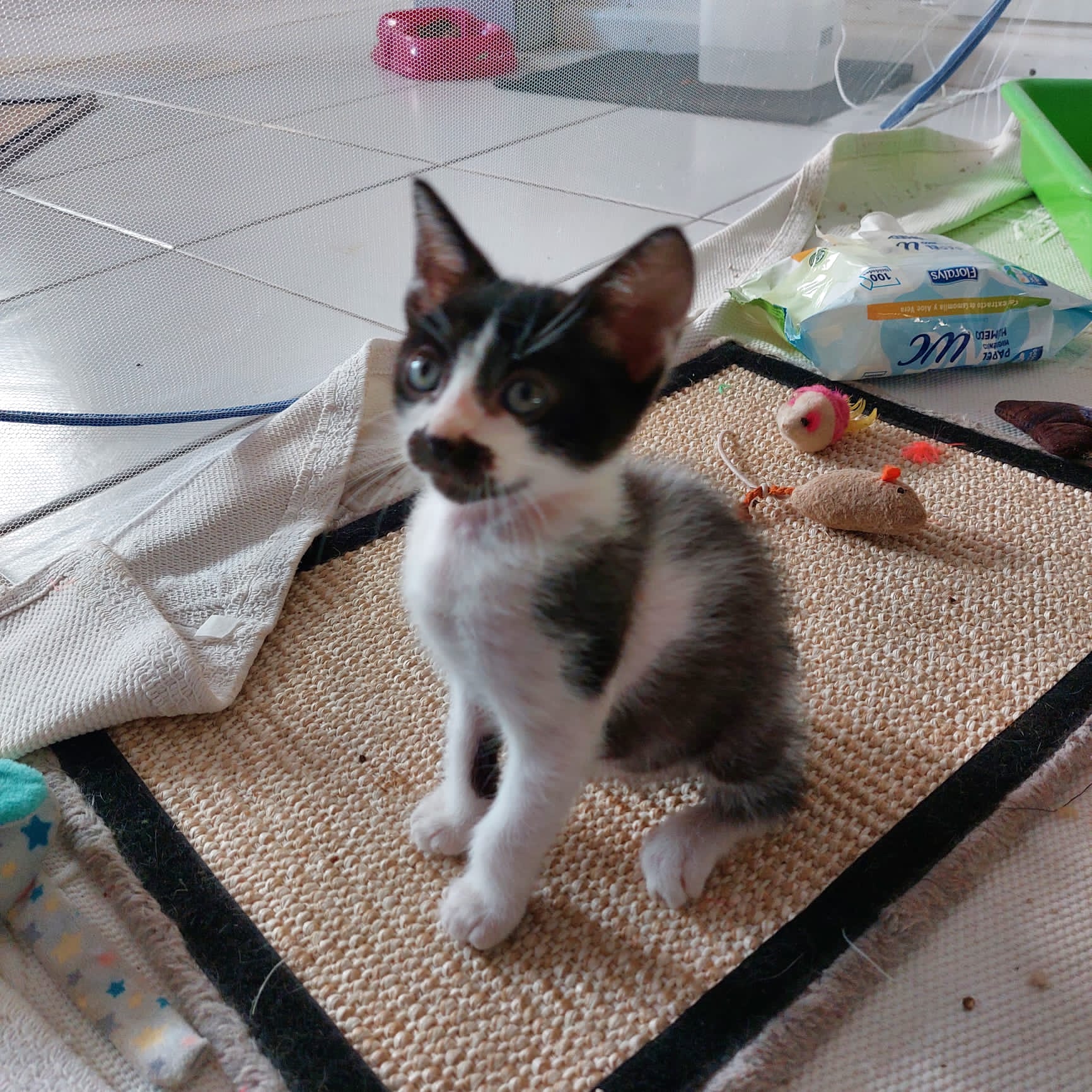 Gatito Pelícanos 2