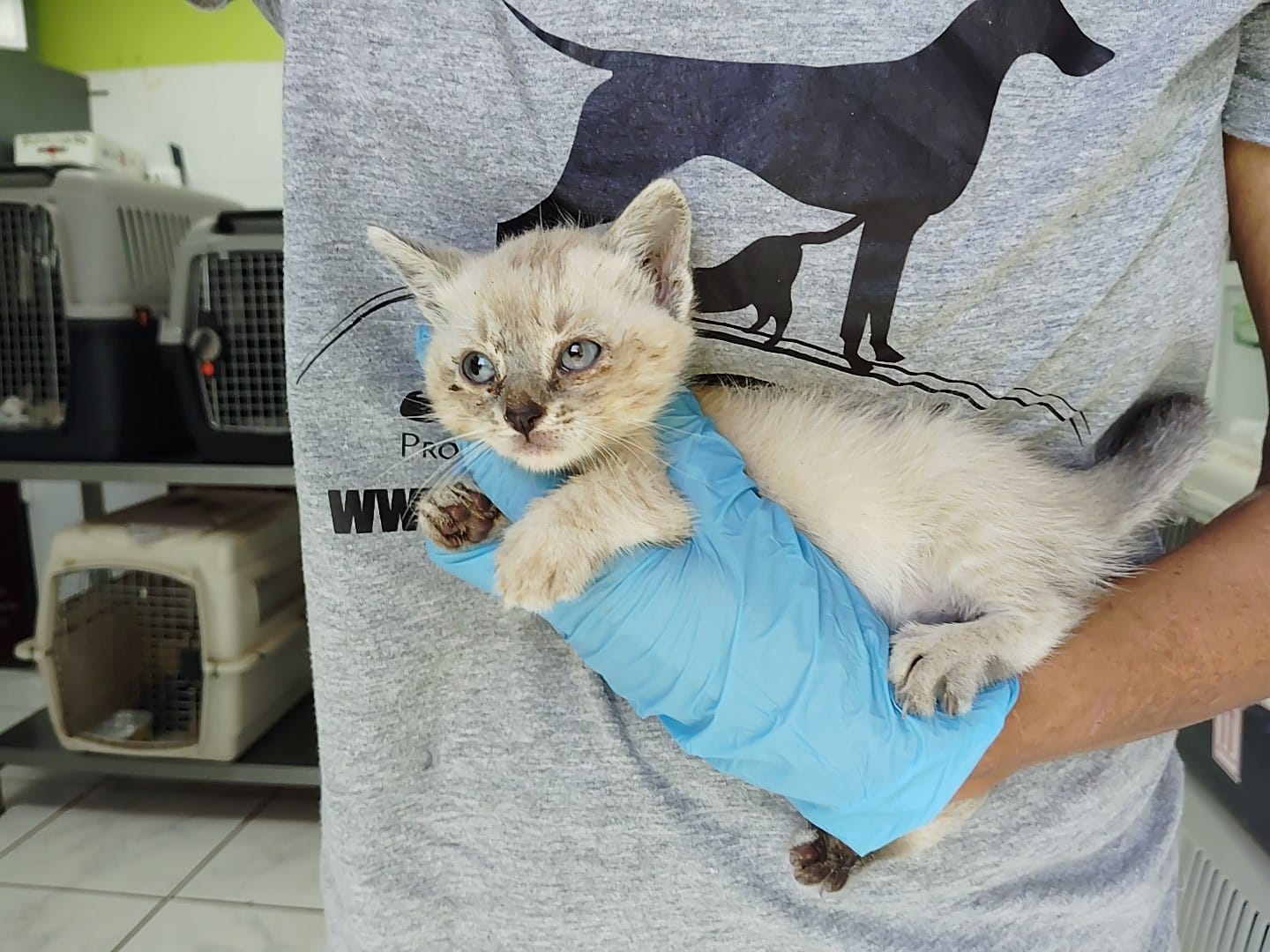 Gatito Venancio 1 -RESERVADO-
