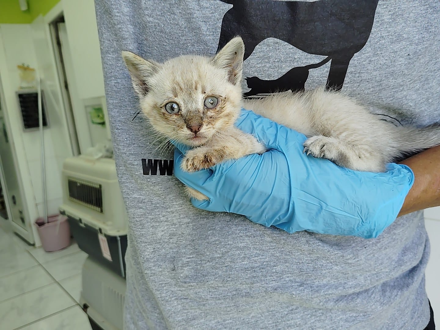 Gatito Venancio 3 -RESERVADO-