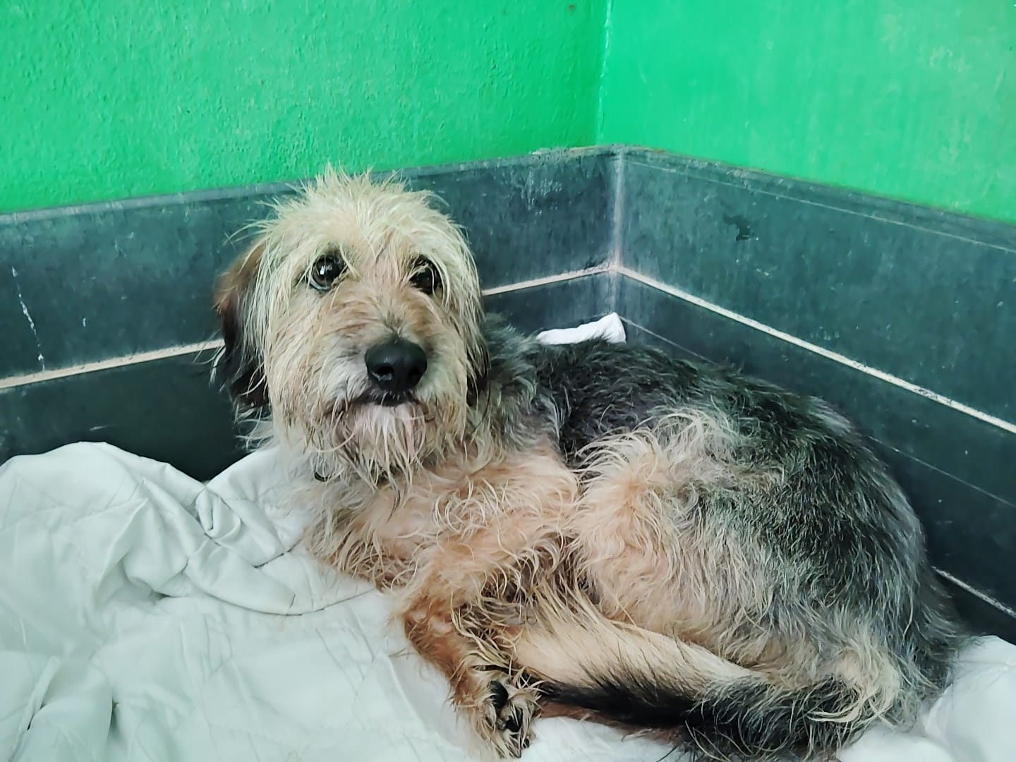 Dandi -RESERVADO-