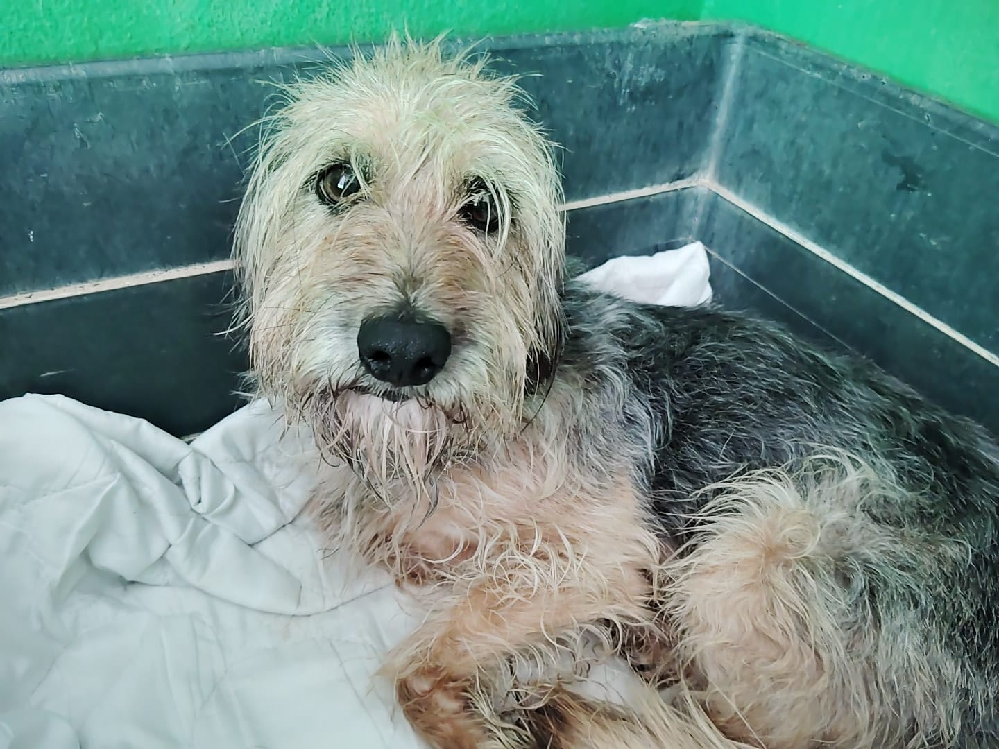 Dandi -RESERVADO-