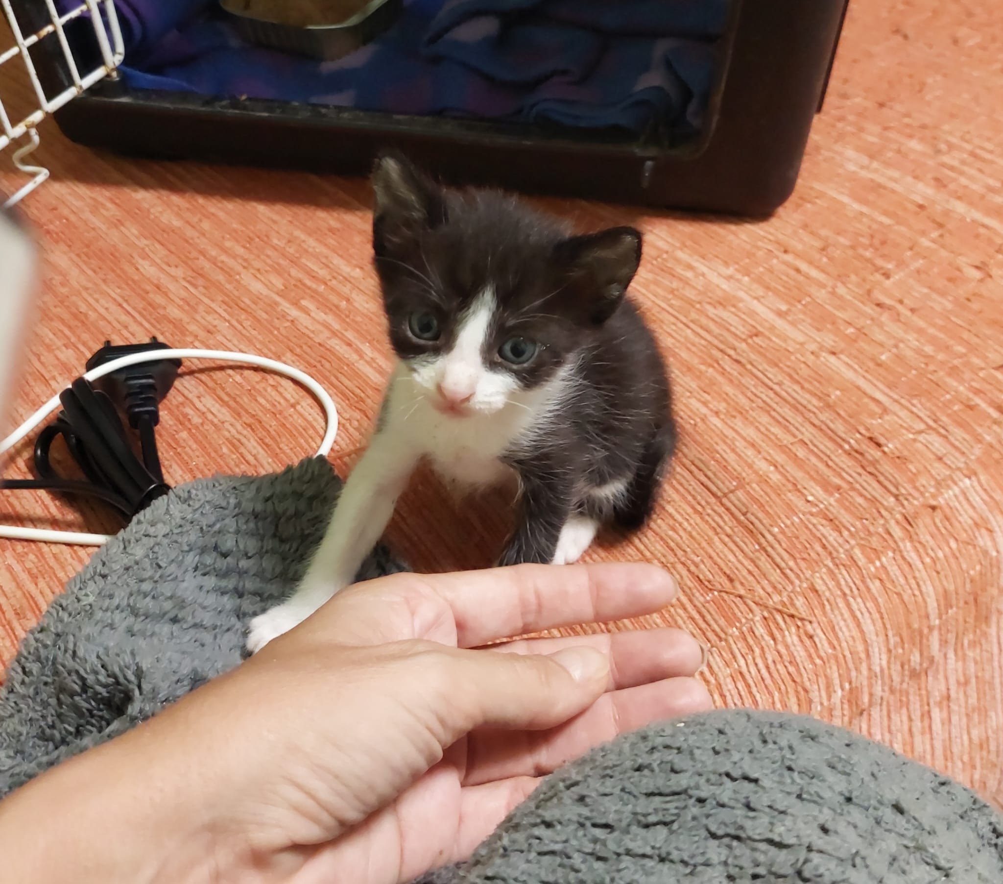 Gatito Zonzamas 4