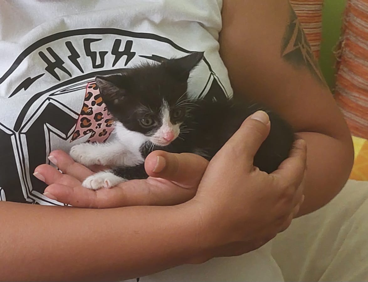 Gatito Zonzamas 4