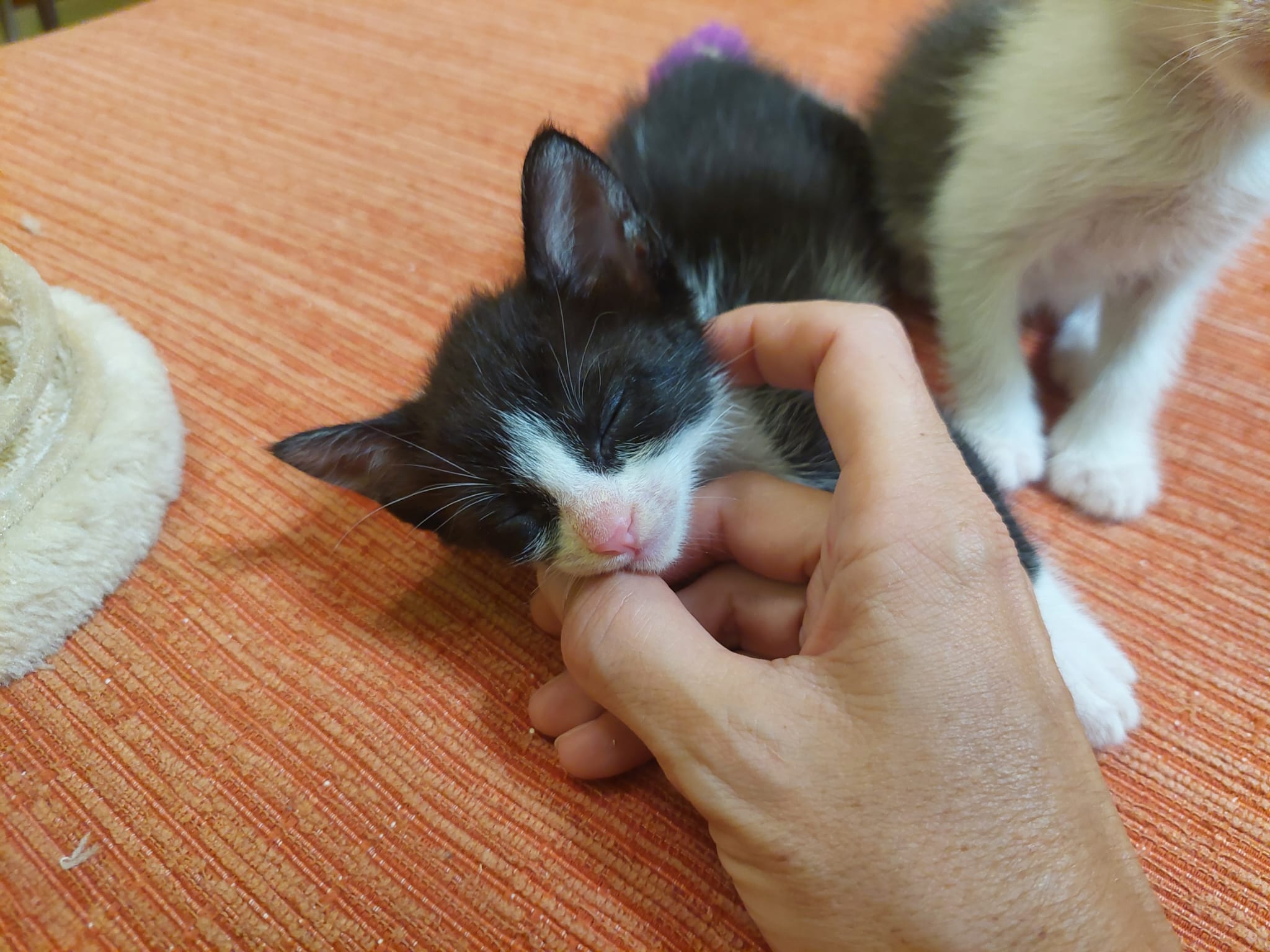 Gatito Zonzamas 4