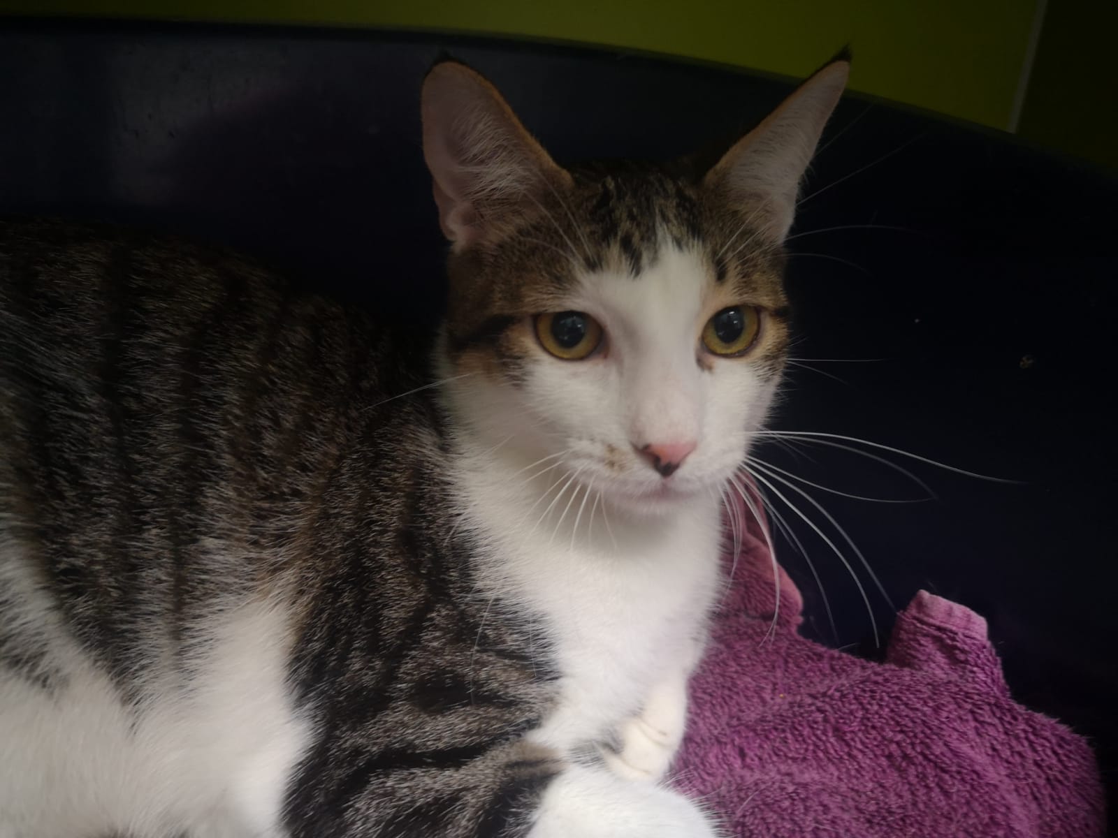 Gatito Rent 3