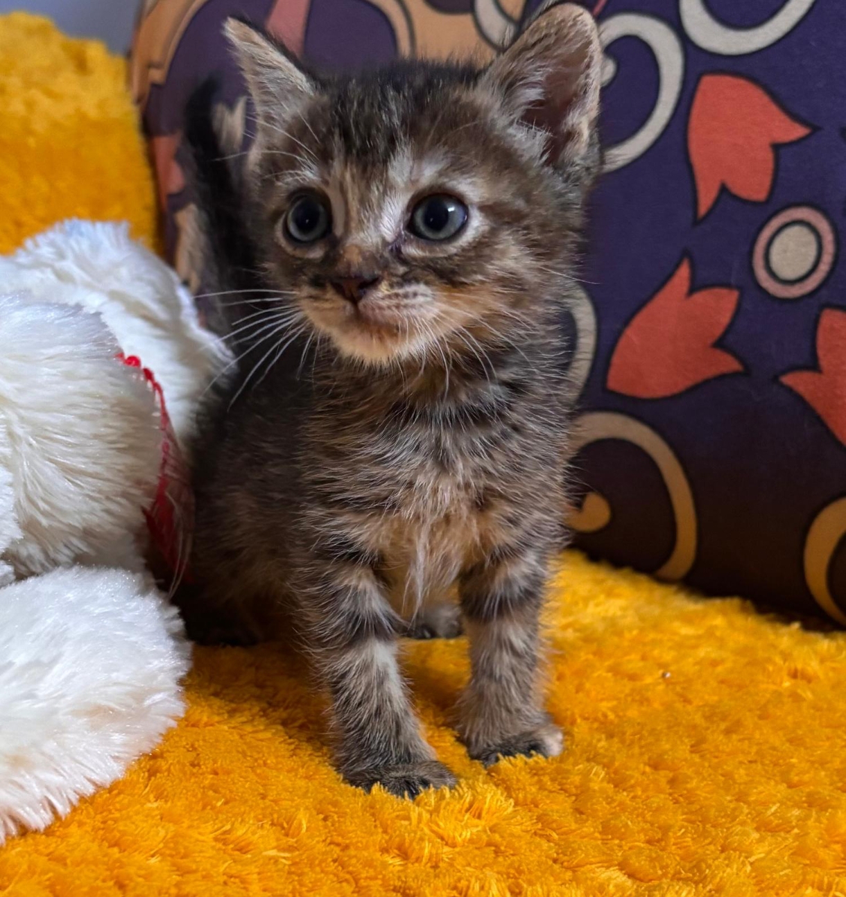 Gatito Huerfanito 1 -RESERVADA-