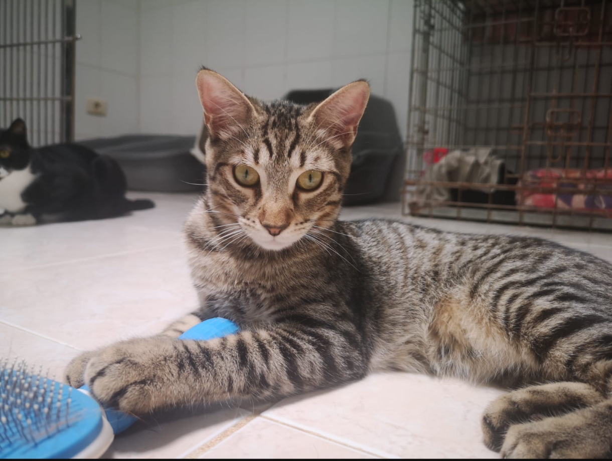 Gatito Saco 3 -RESERVADO-