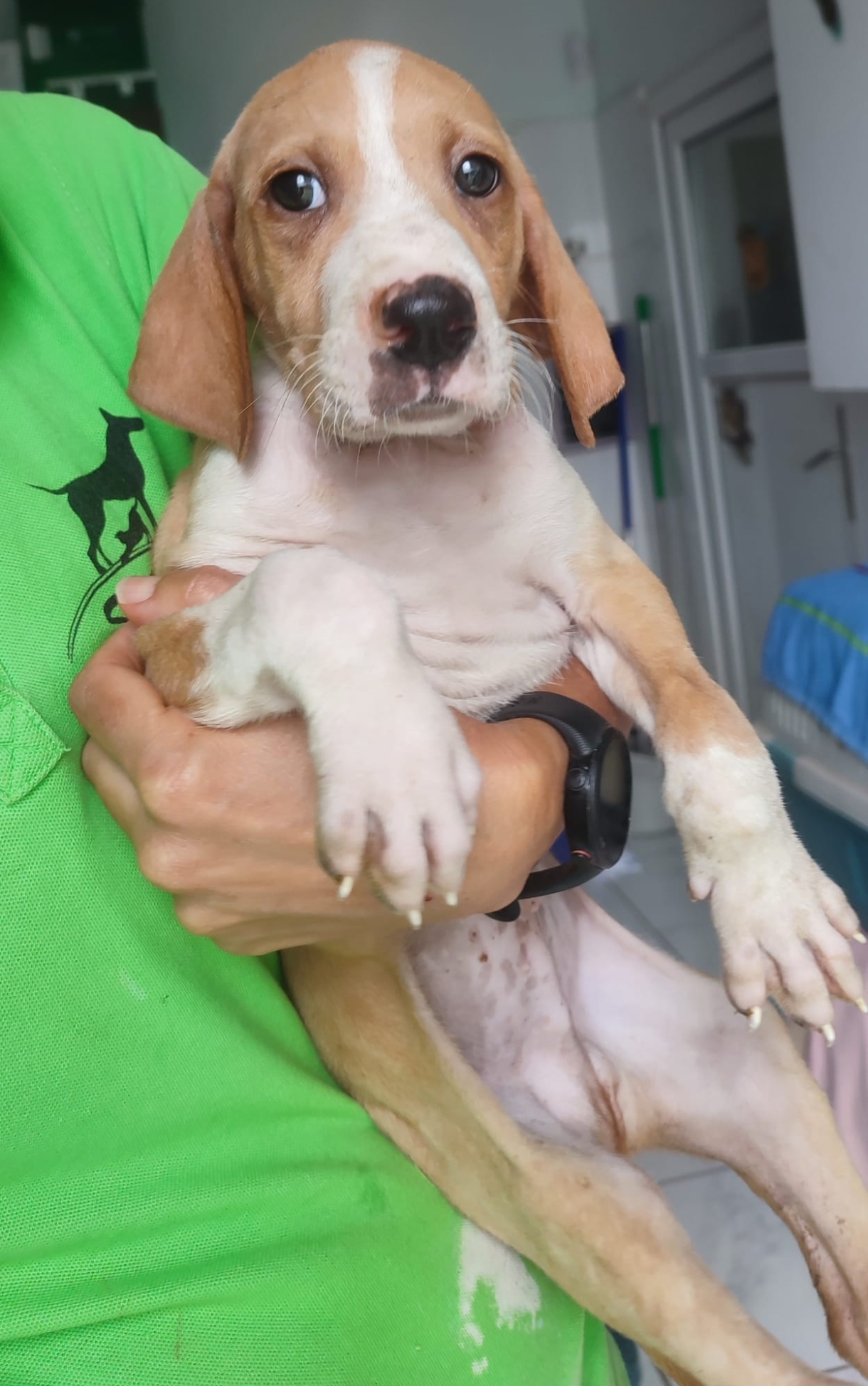 Milo (Cachorro Kannes 3) -RESERVADO-