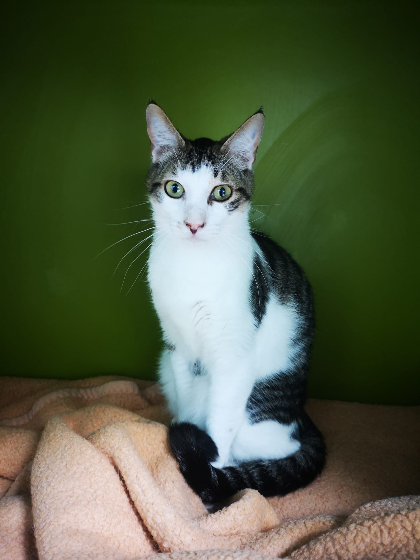 Gatito Rent 3