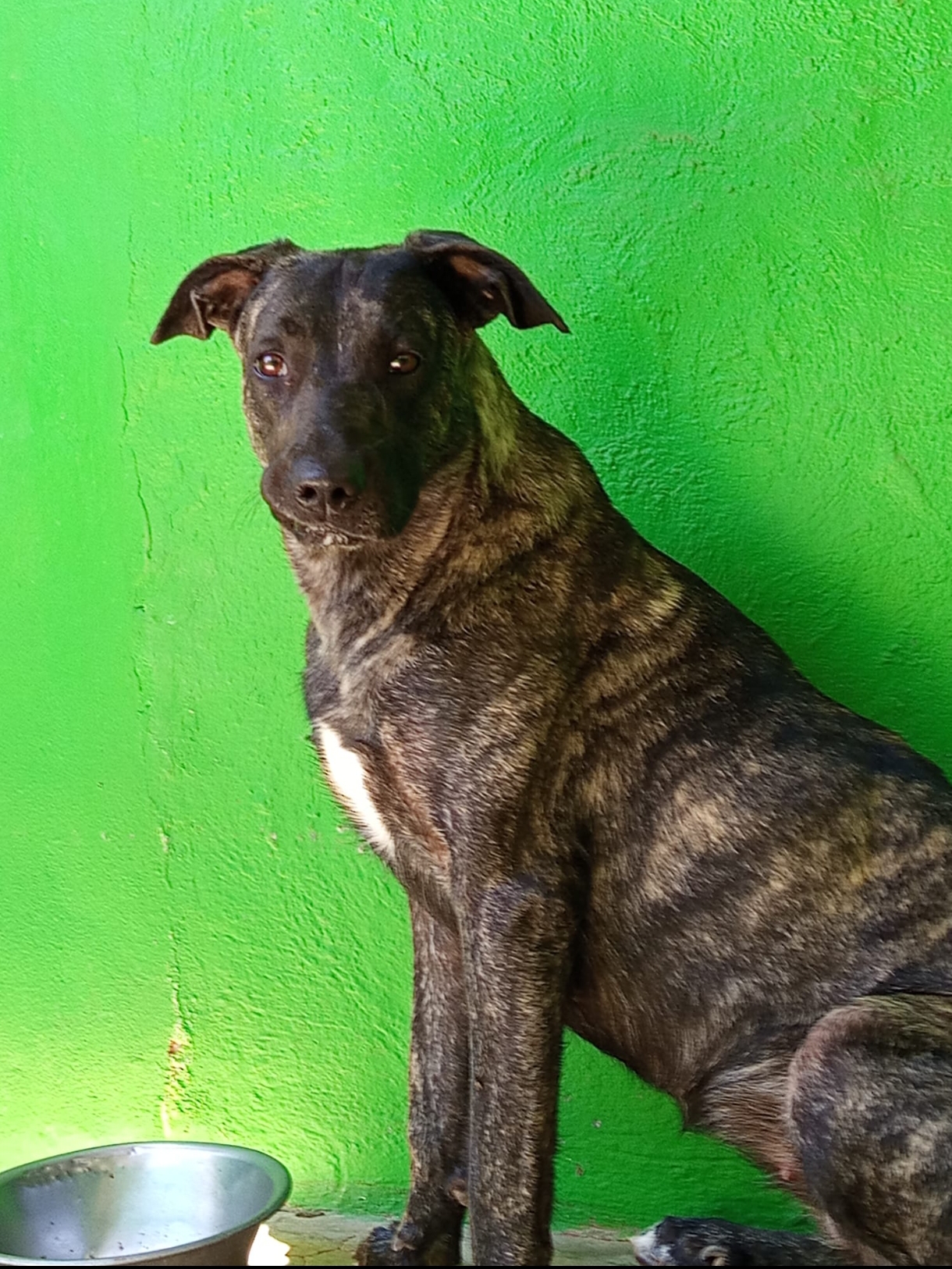 Lila