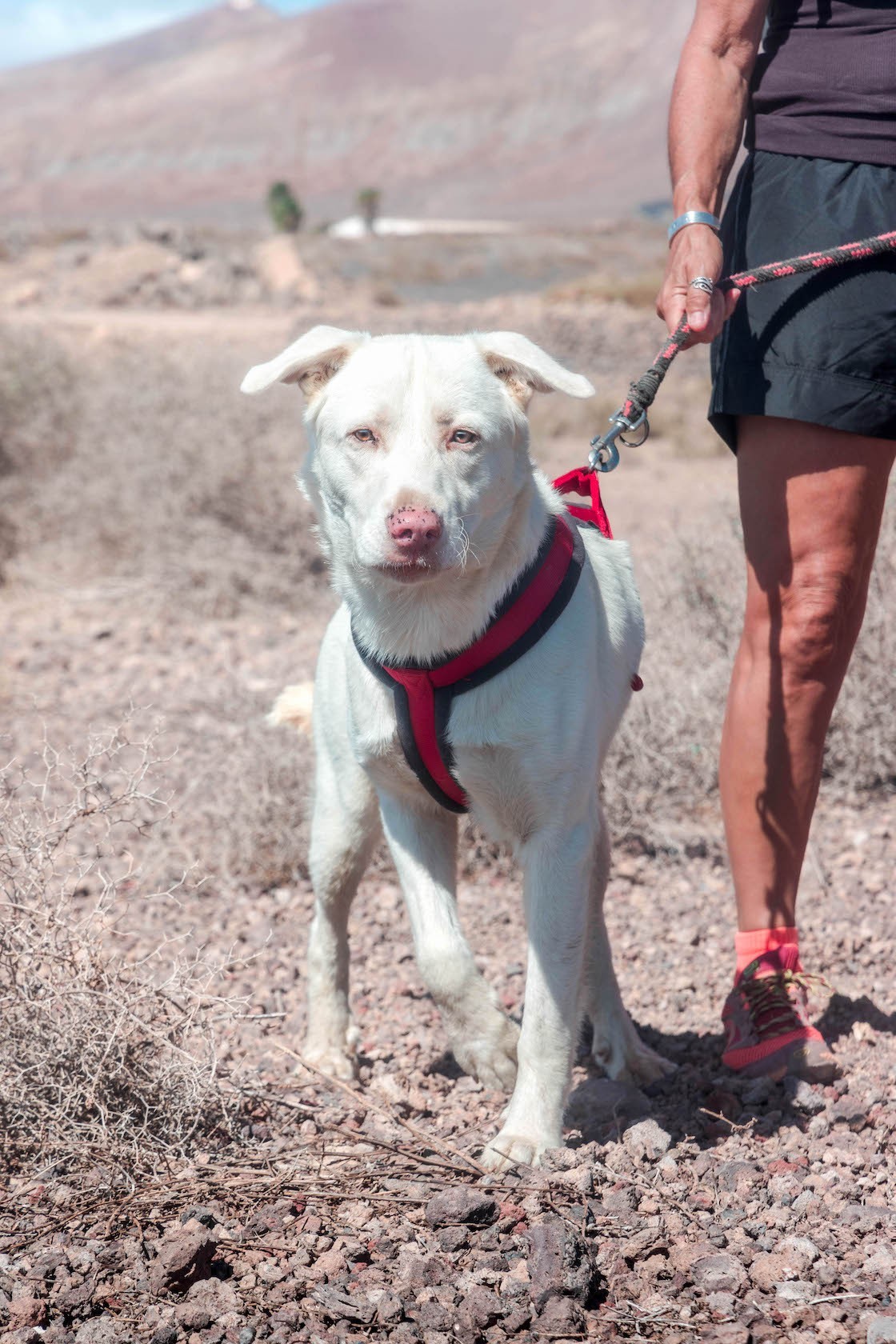 Teide -RESERVADO-
