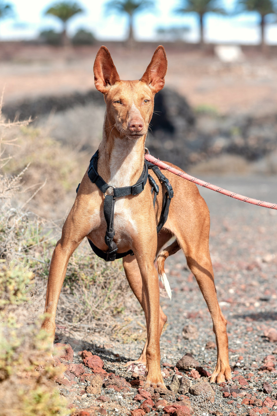 Lupita