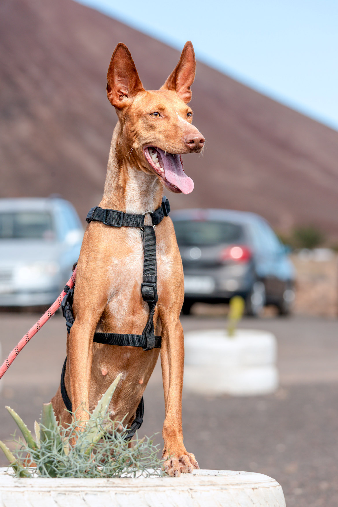 Lupita