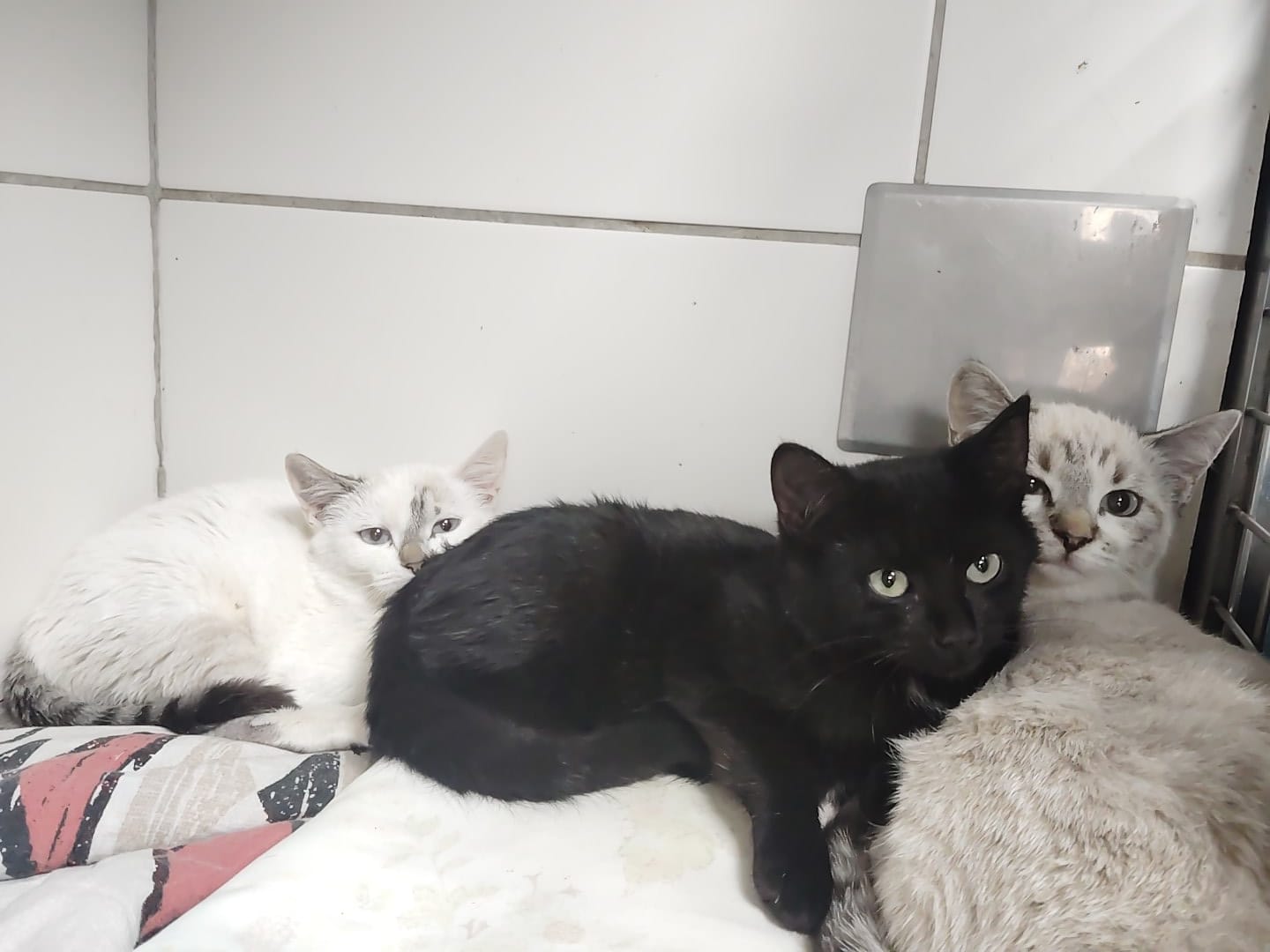 Gatito Ana 2 -RESERVADO-