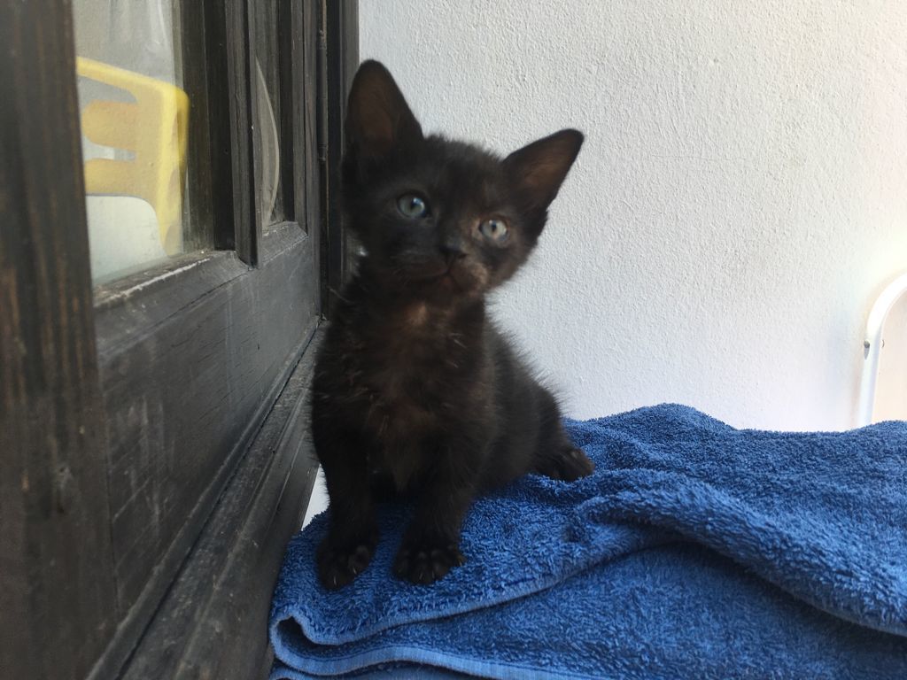 Gatito Cejas 3