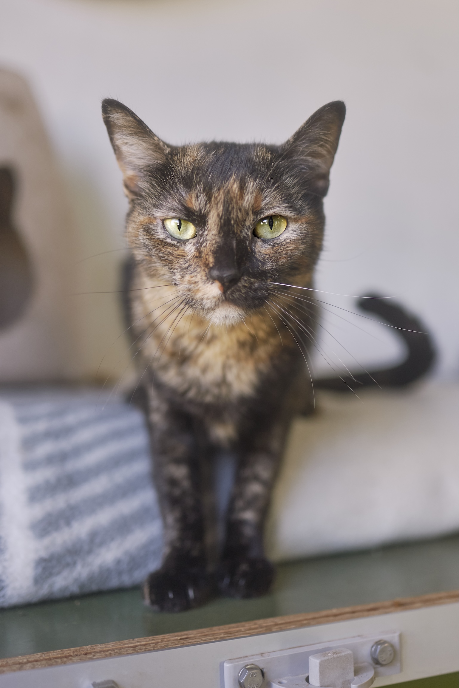 Bella