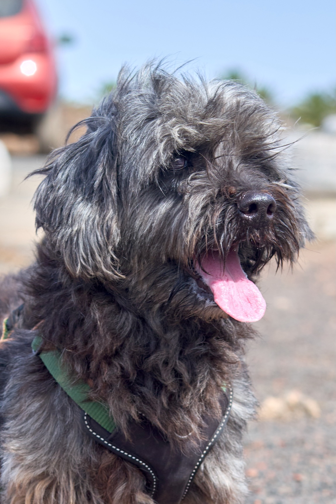 Chiqui