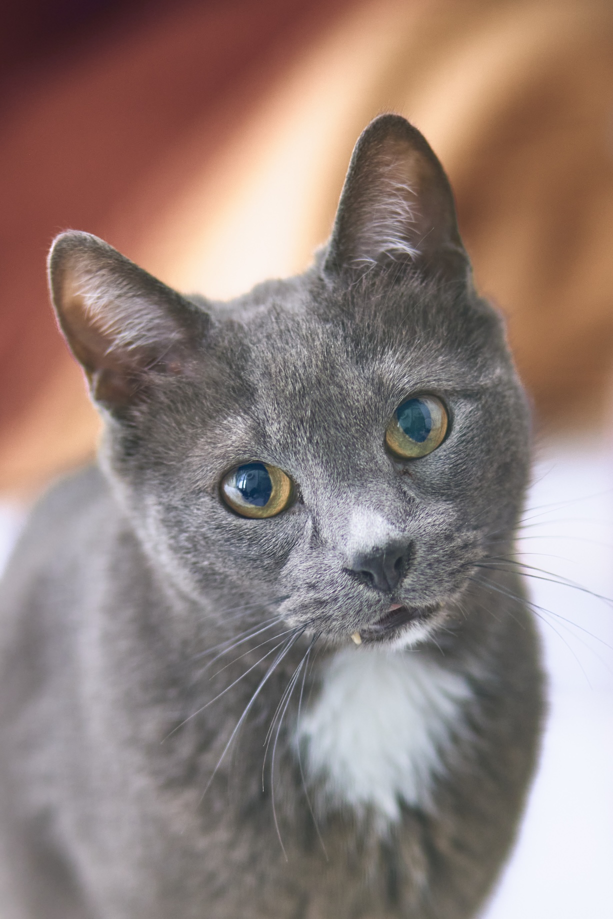 Gatito Garcia 3