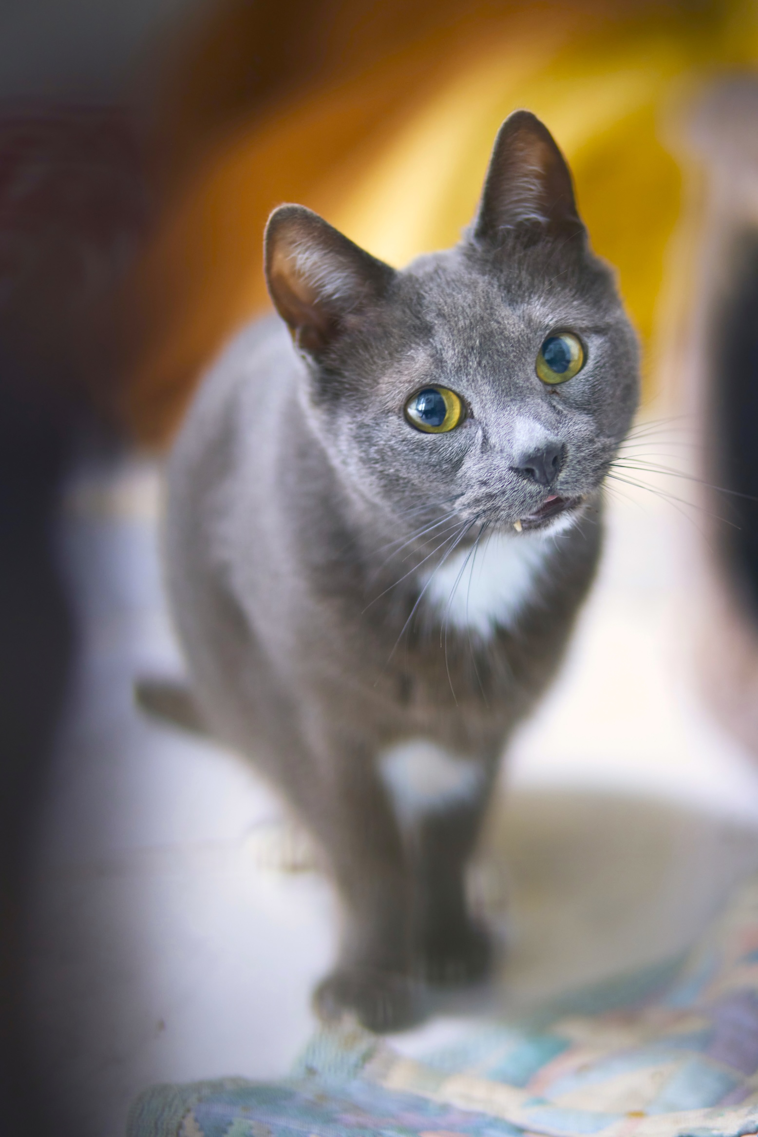 Gatito Garcia 3