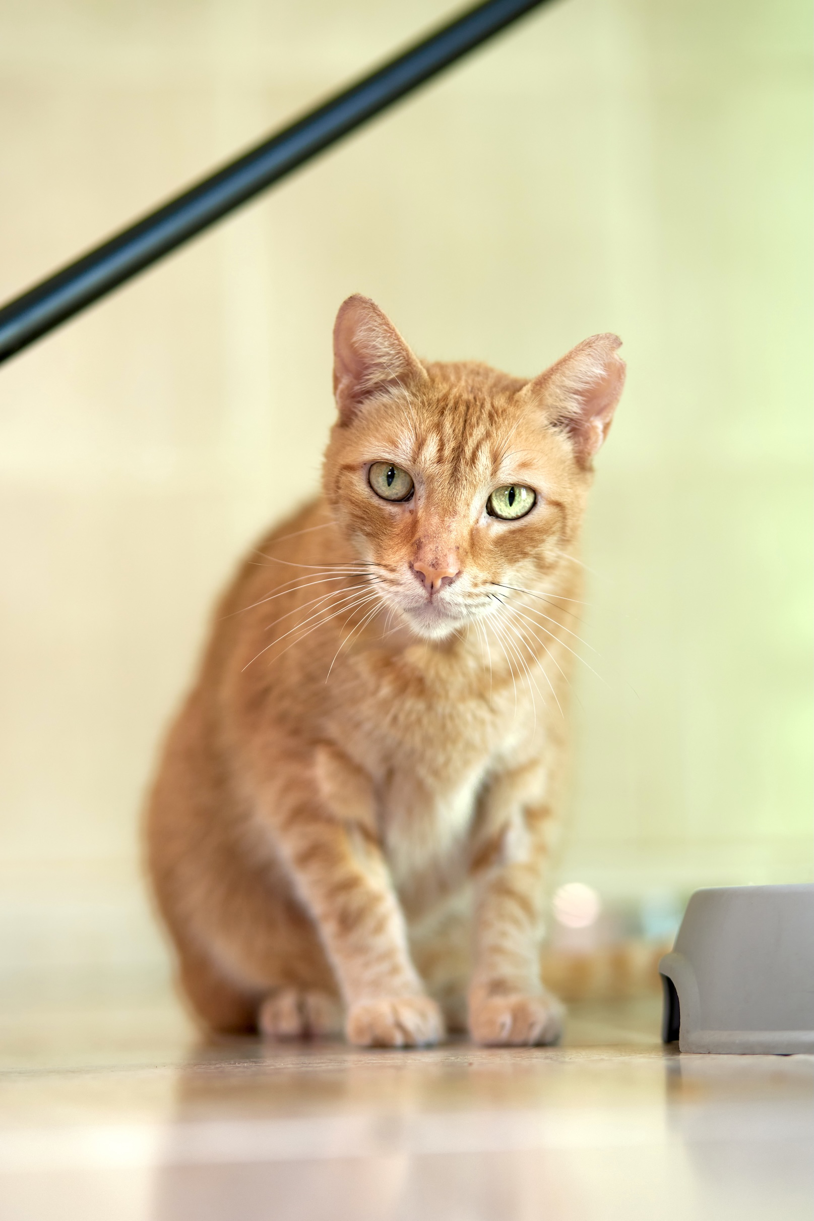 Garfield