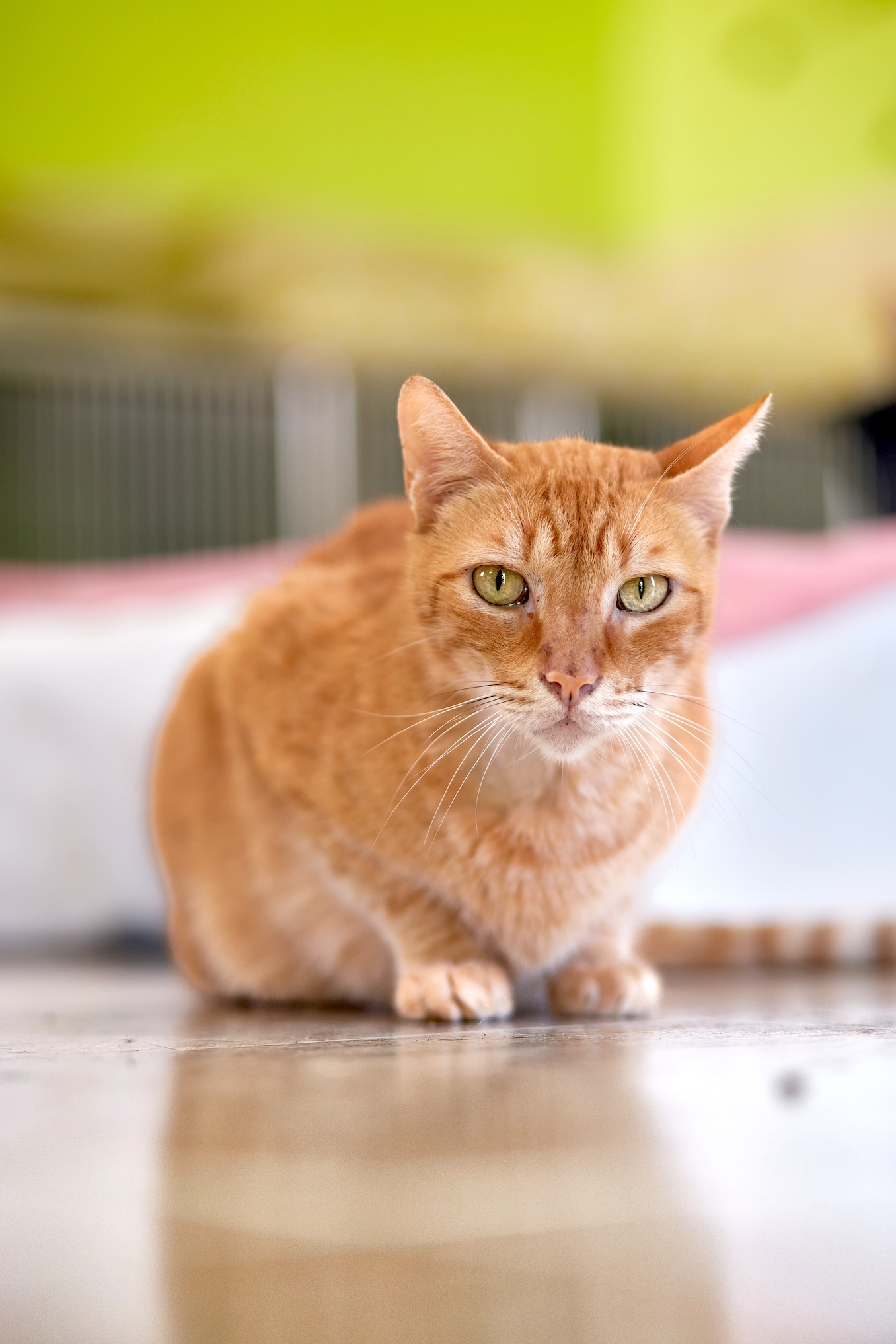 Garfield