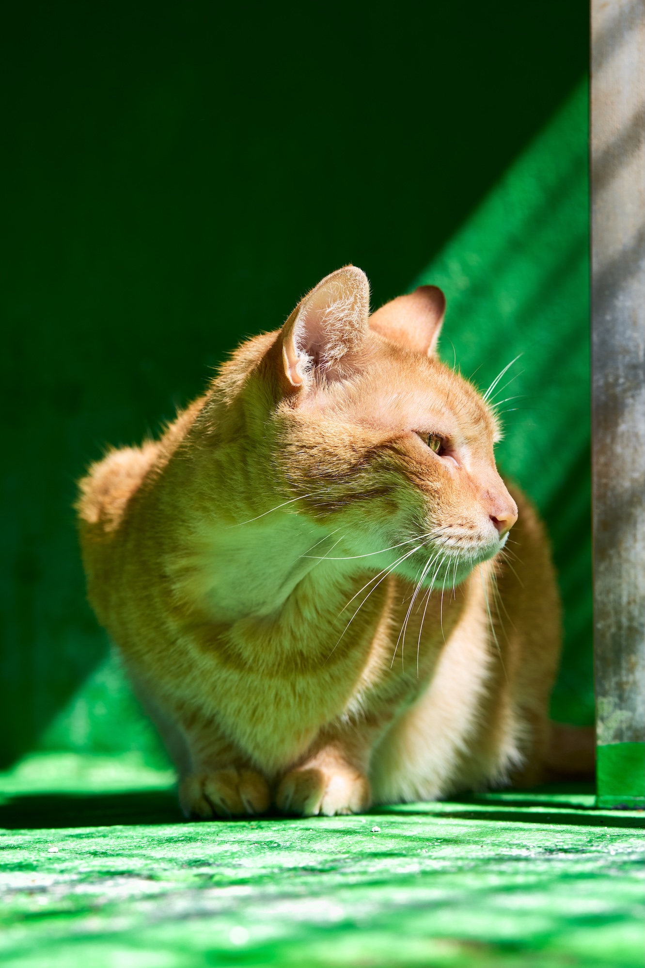 Garfield