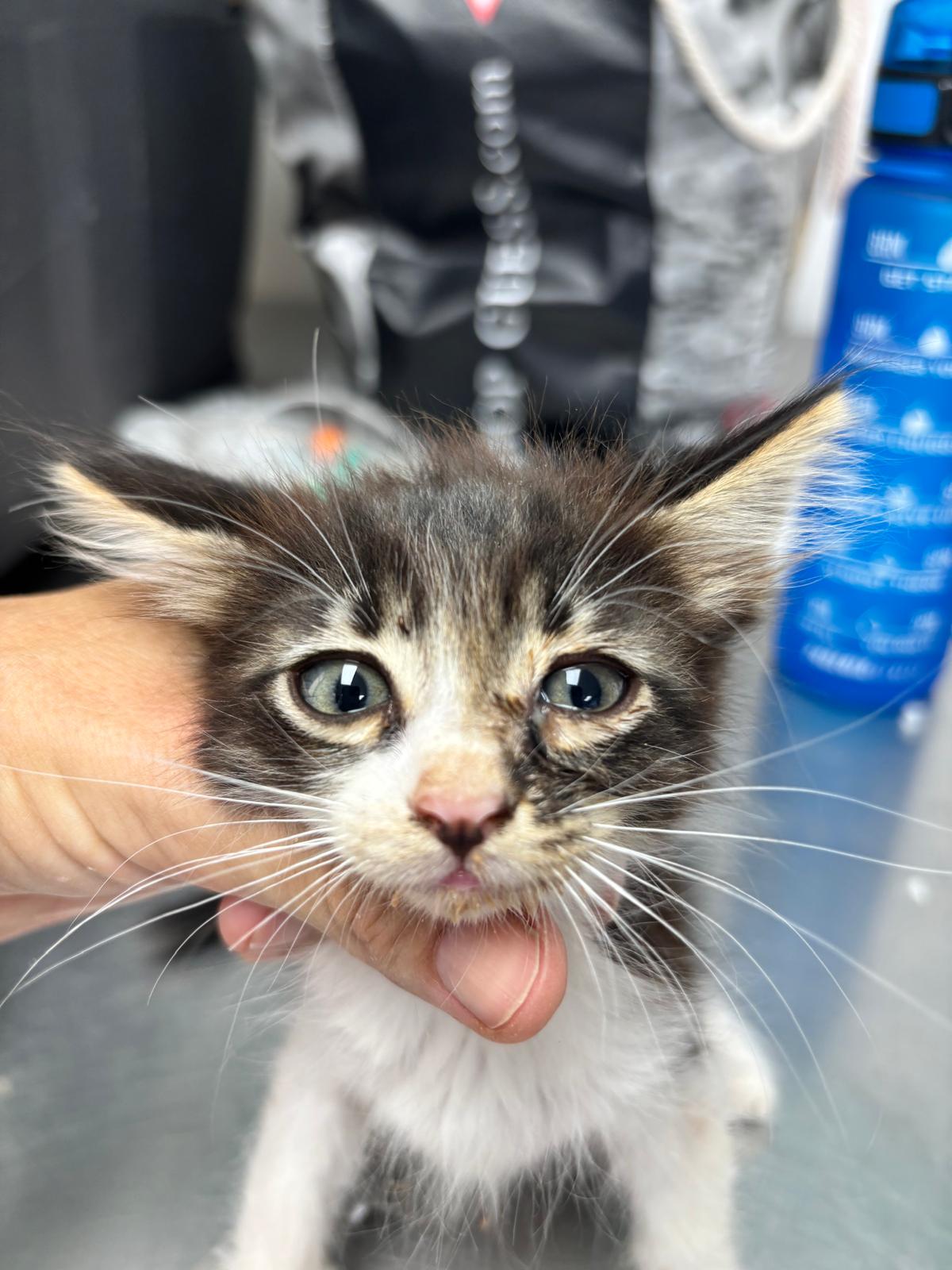 Gatito Kan -RESERVADO-