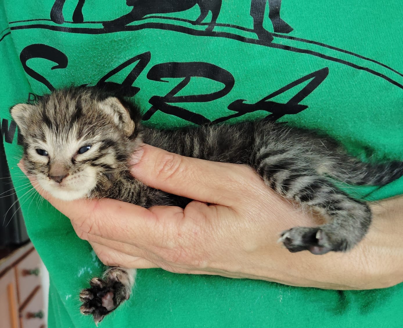 Gatito Saco 3