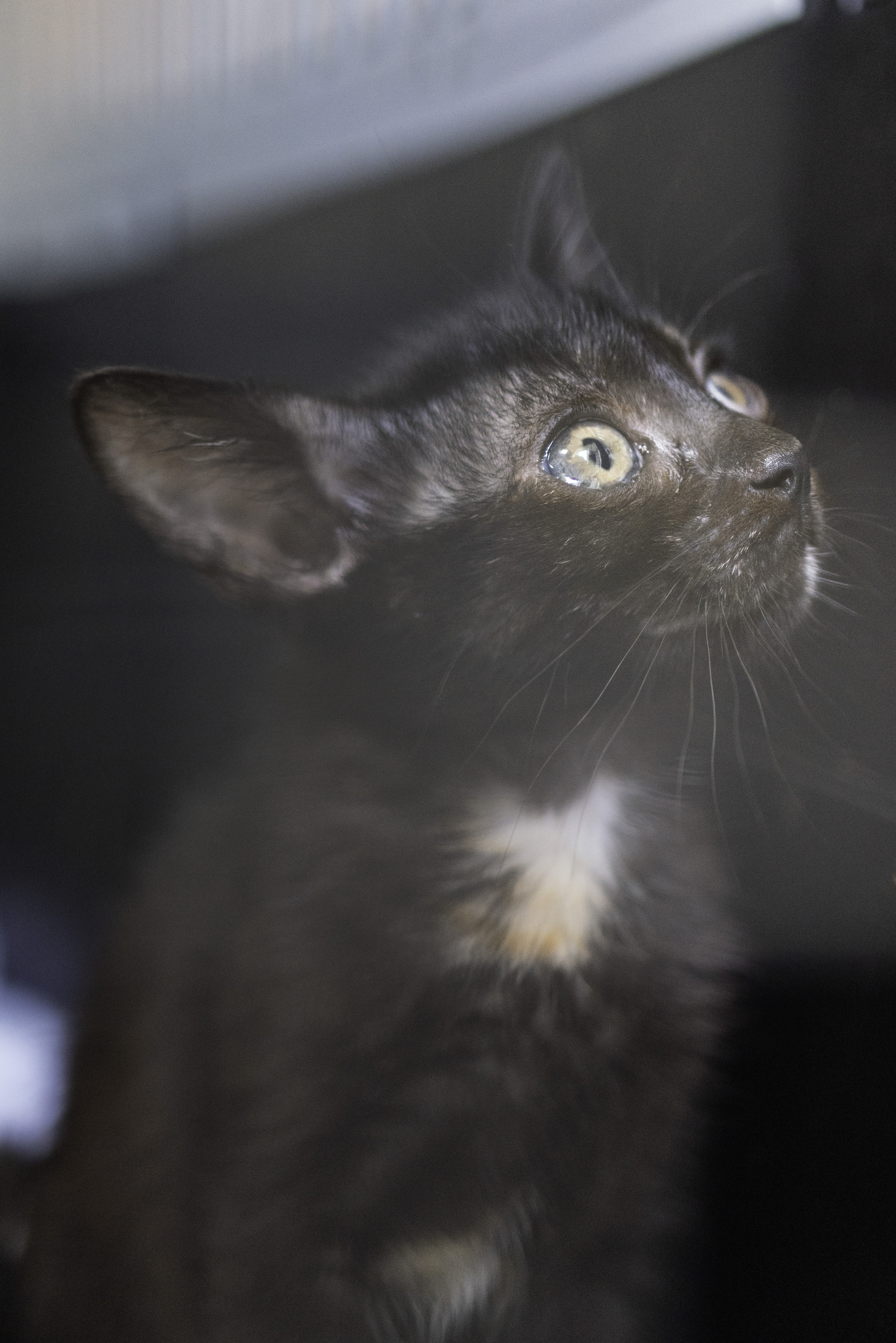 Gatito Calero 4