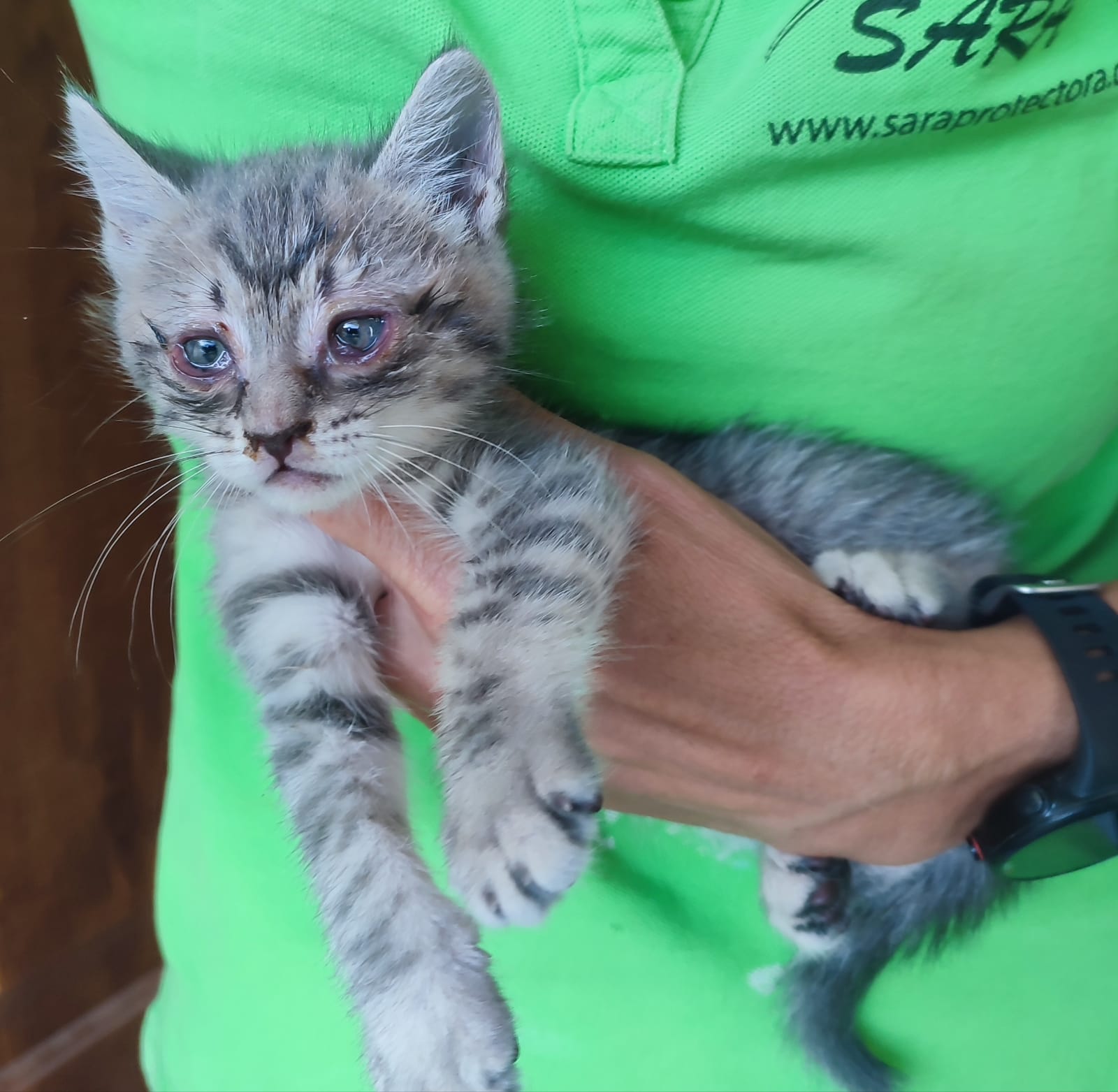Gatito Beatriz 3