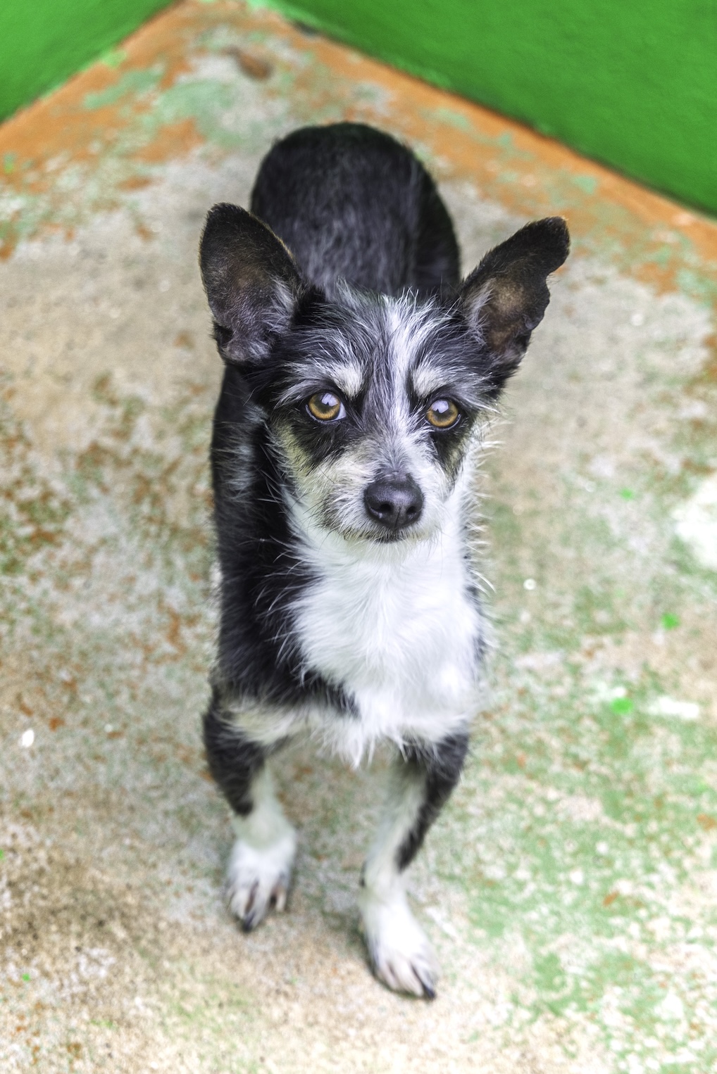Koby -RESERVADO-