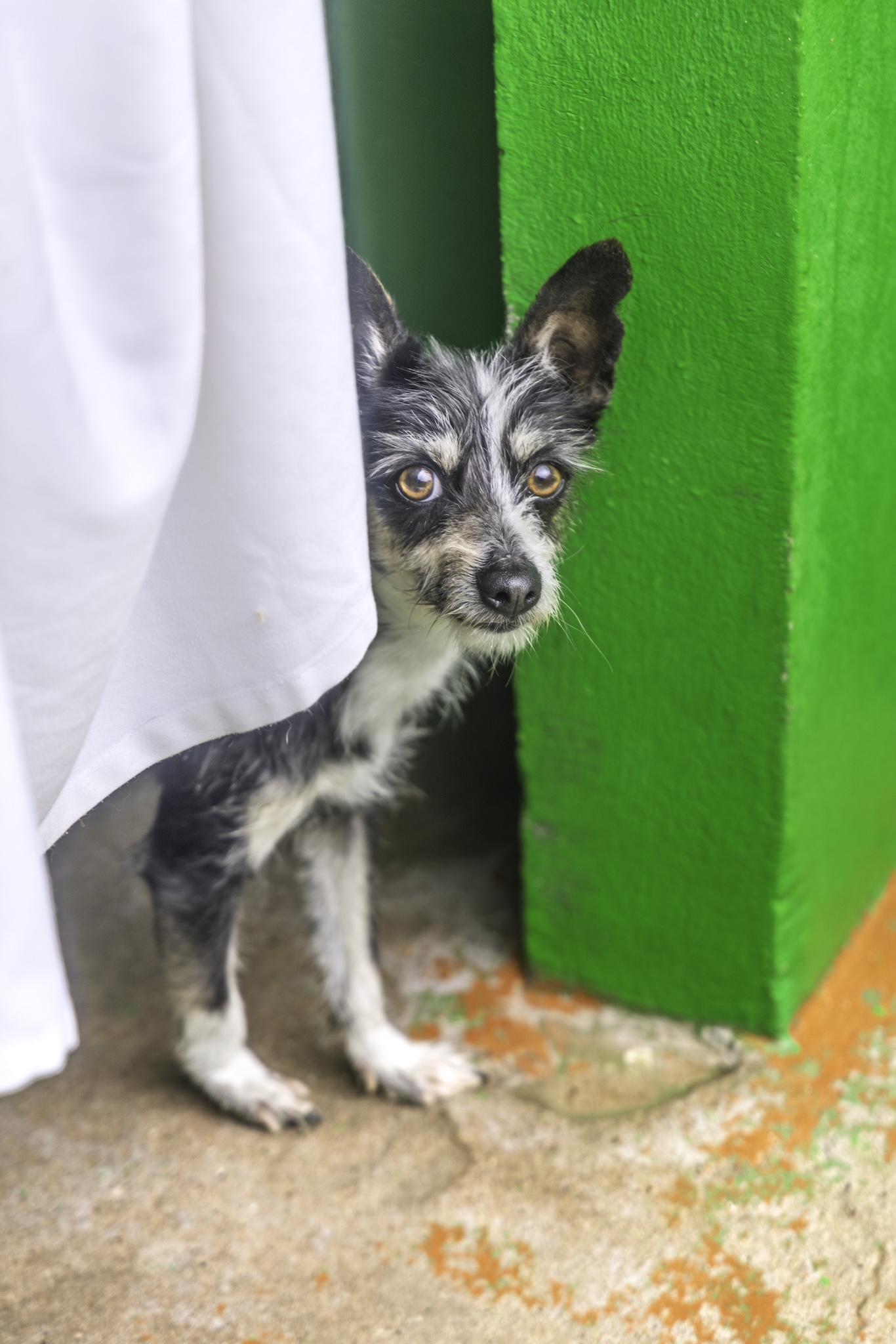 Koby -RESERVADO-