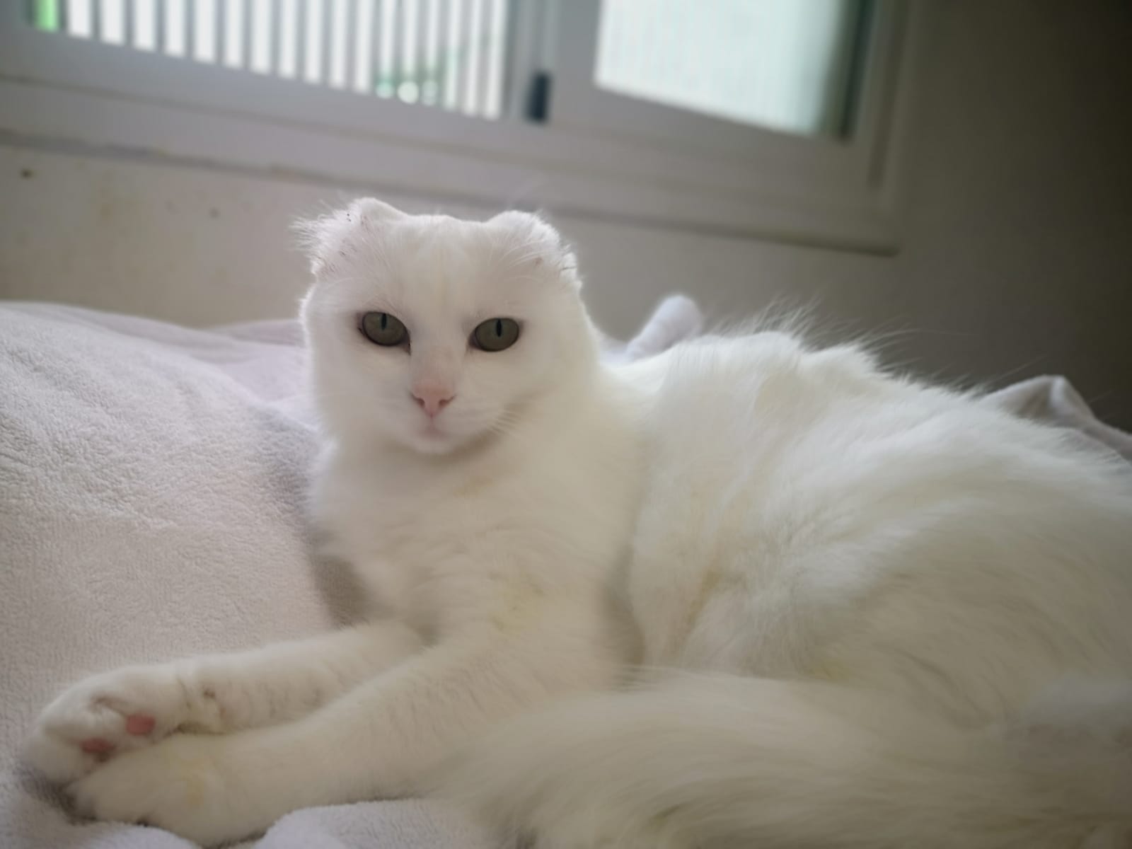 Michi