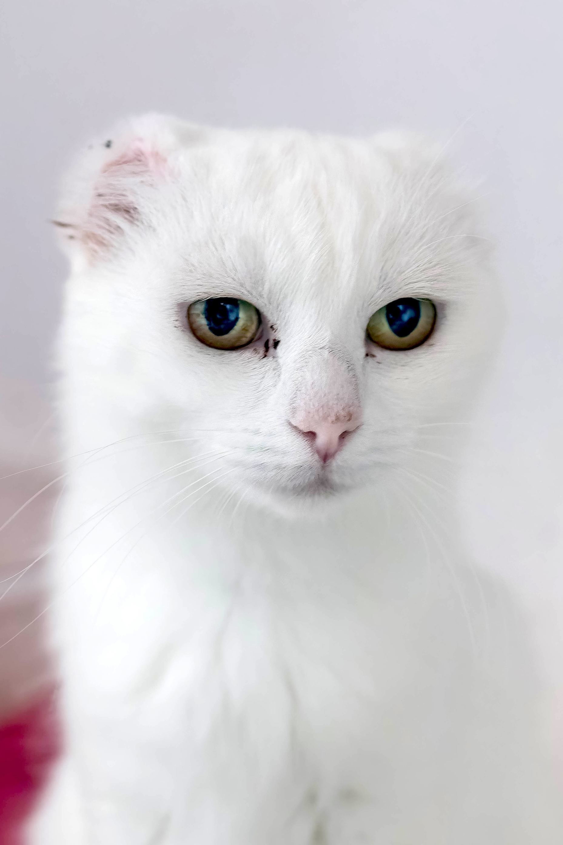 Michi