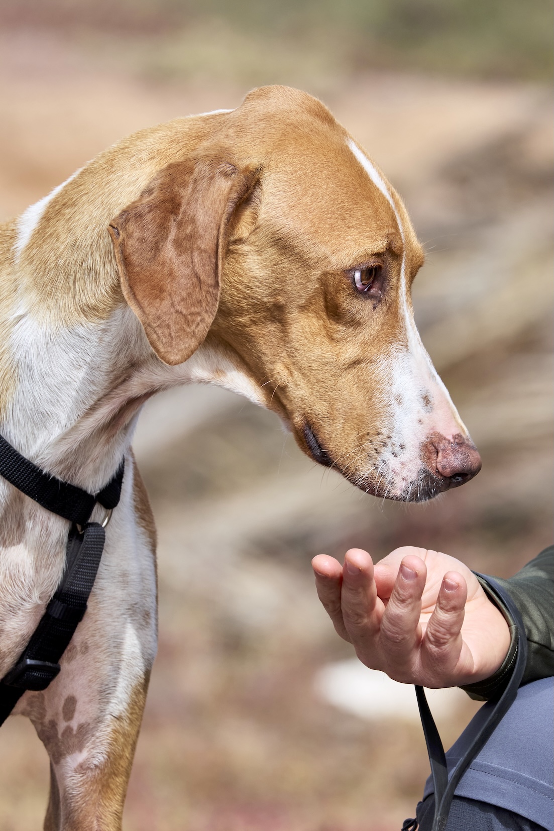 Milo (Cachorro Kannes 3) -RESERVADO-