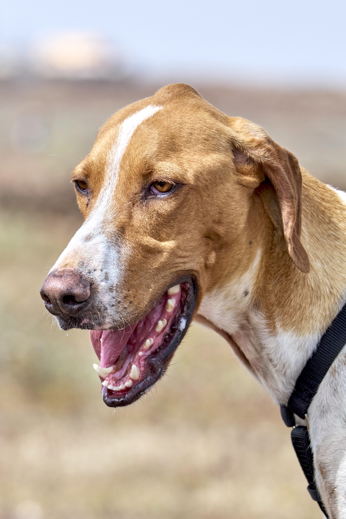 Milo (Cachorro Kannes 3) -RESERVADO-