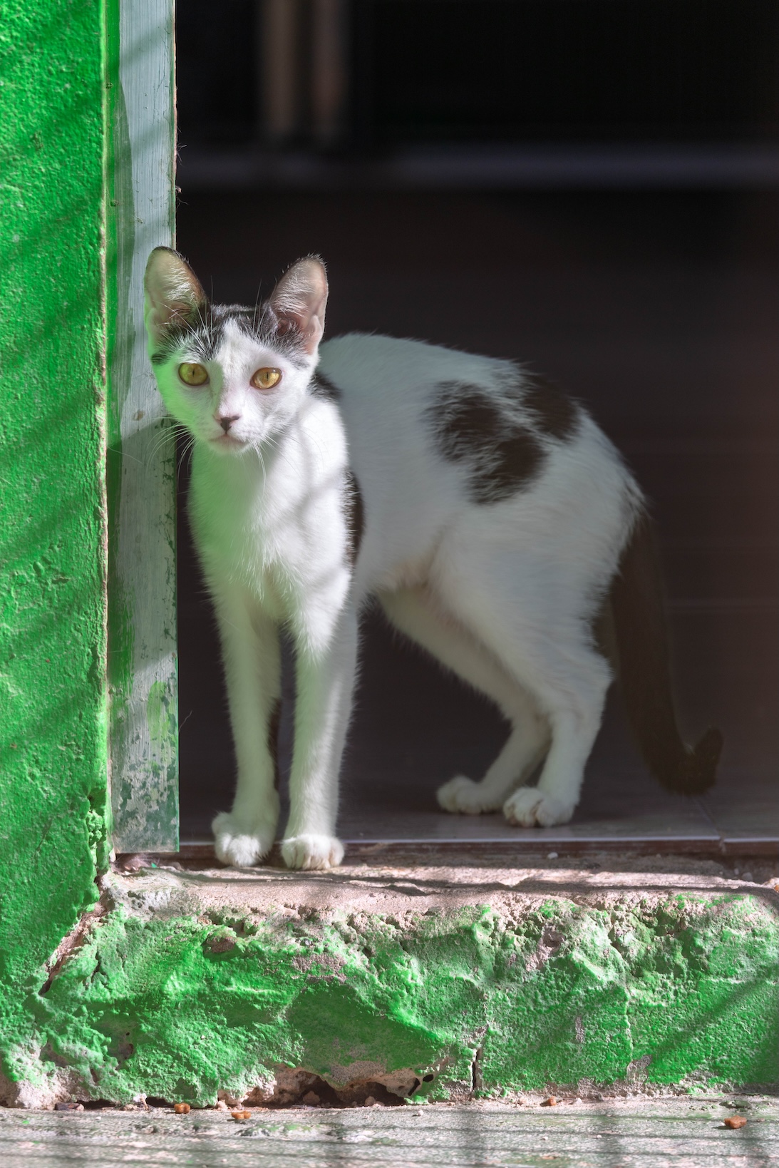 Penélope