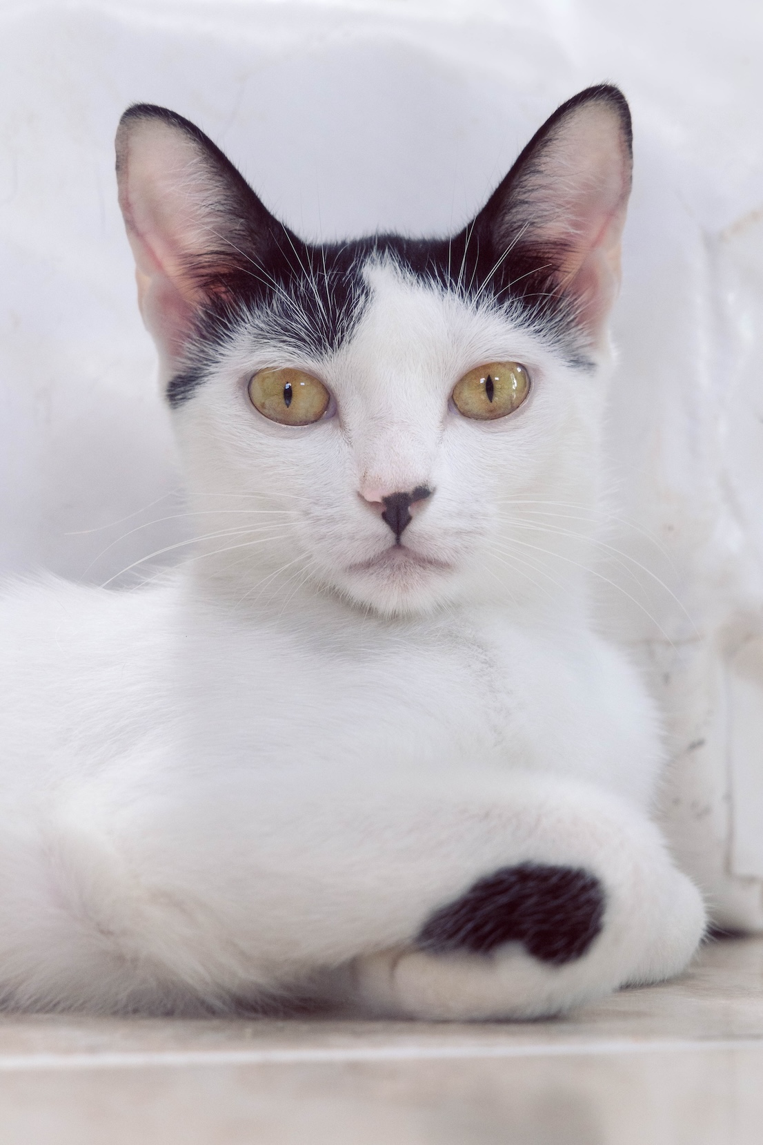 Penélope
