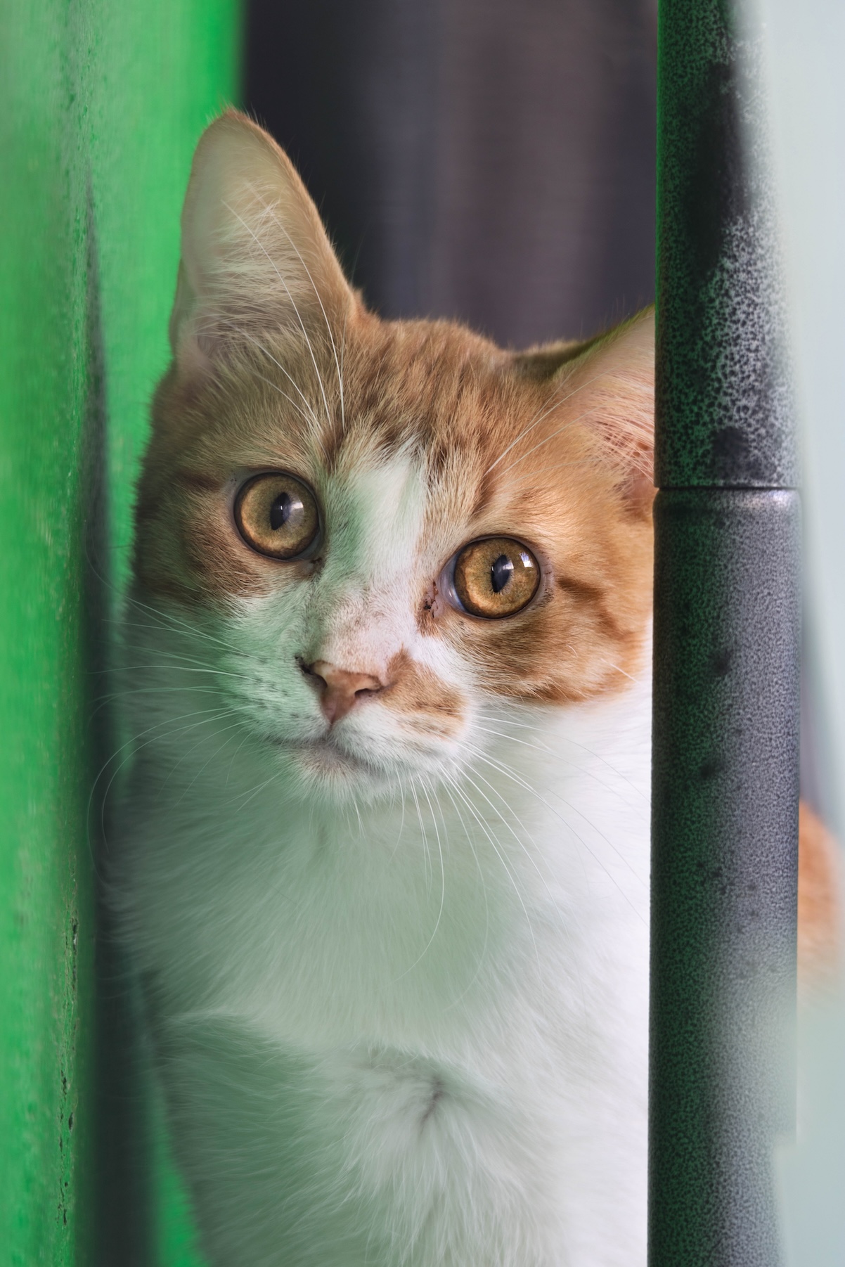 Gatito Rent 1